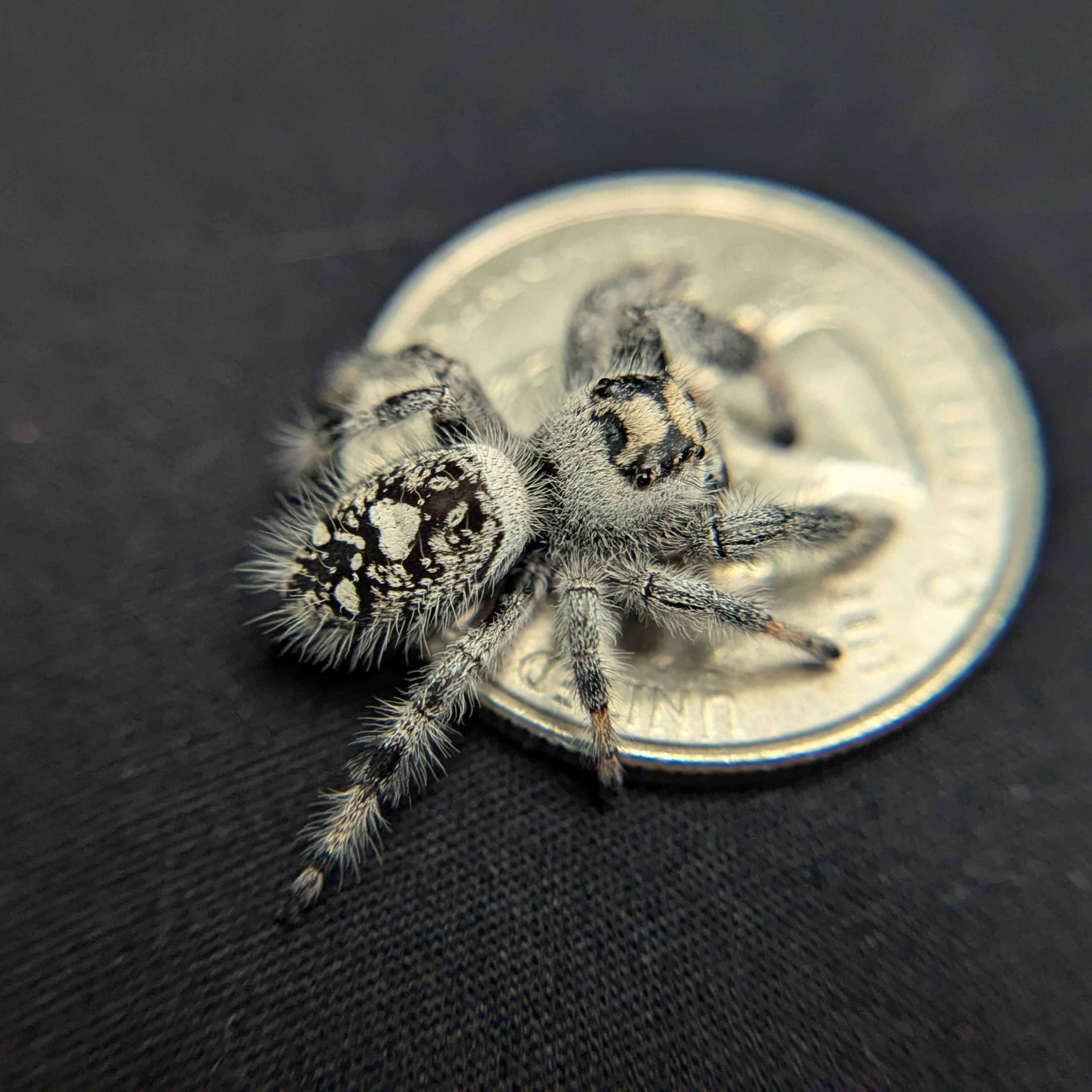 Regal Jumping Spider "Marshmallow"