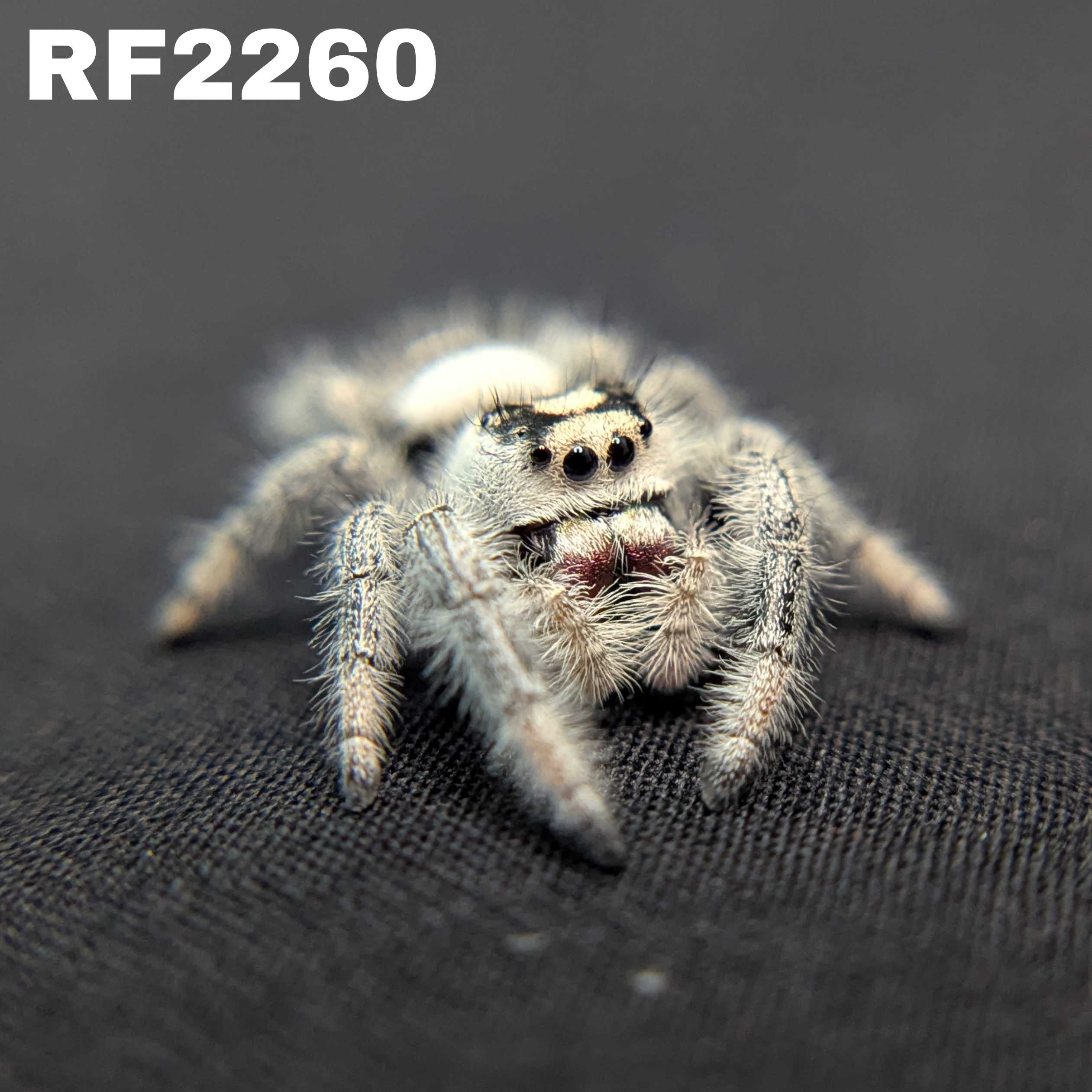 Regal Jumping Spider "Marshmallow"