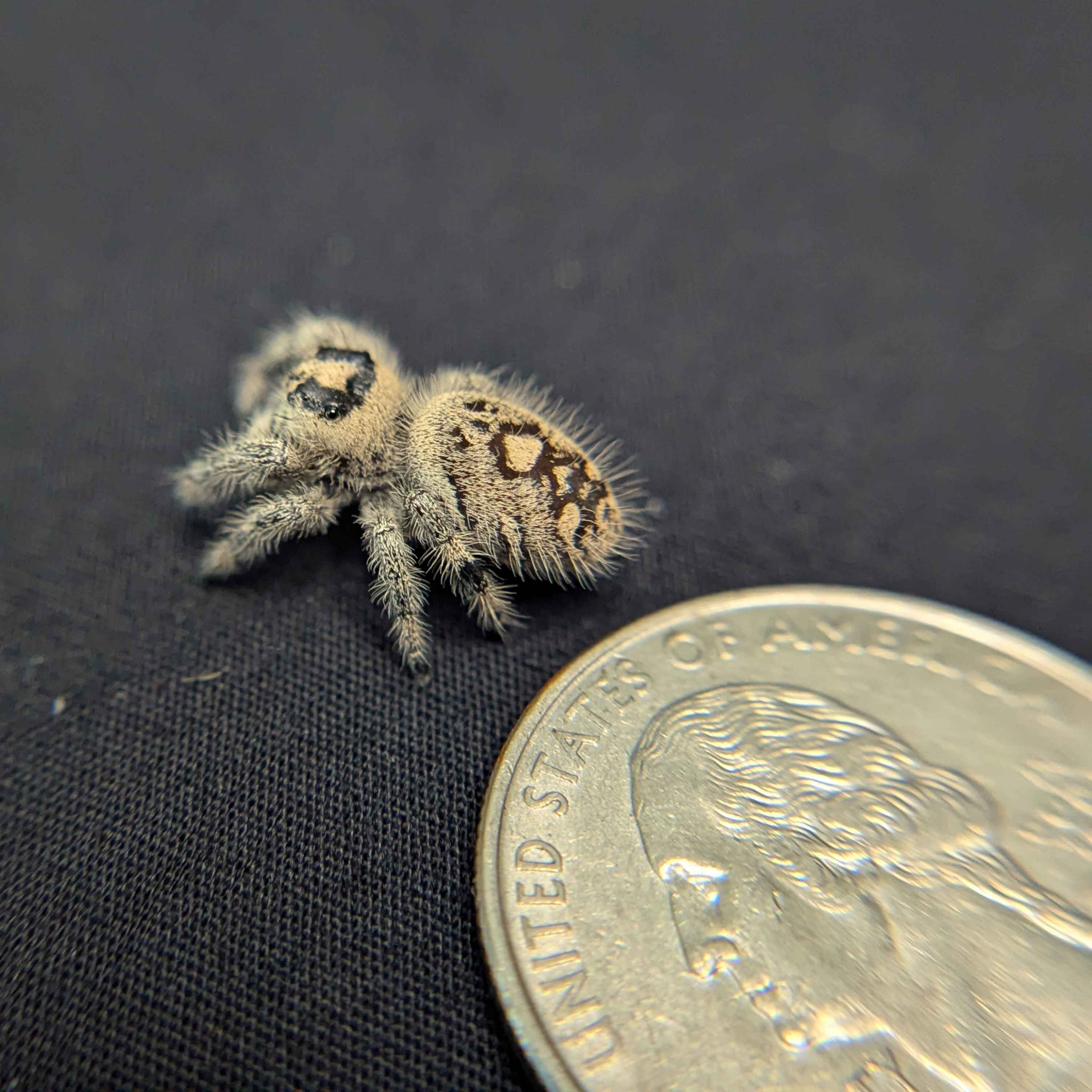 Regal Jumping Spider "Mystique"