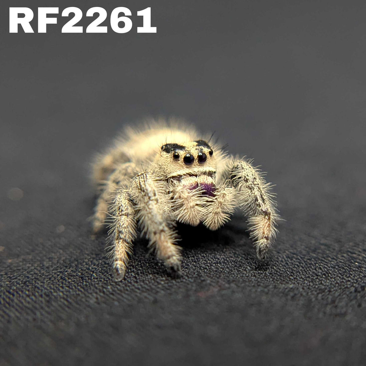 Regal Jumping Spider "Mystique"