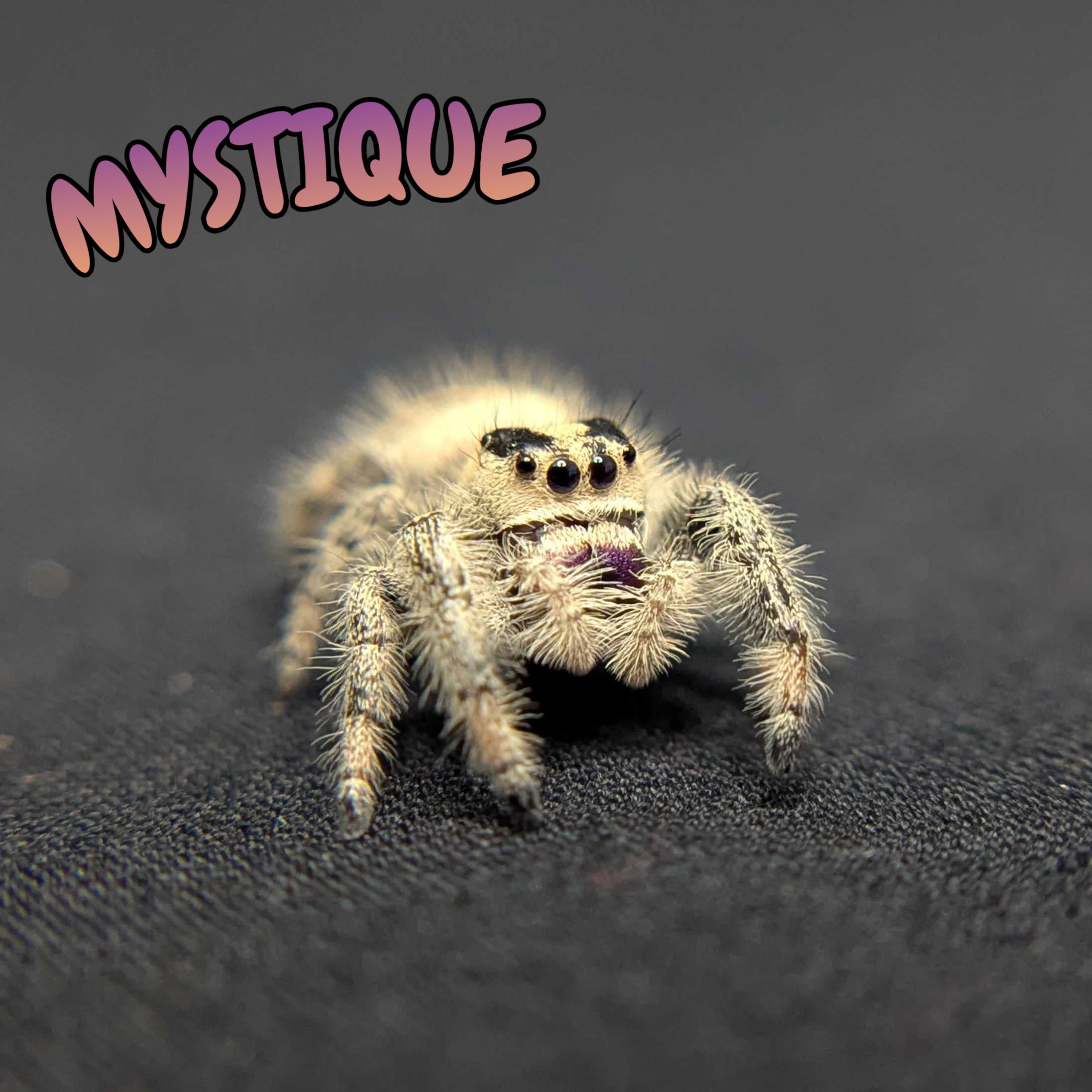 Regal Jumping Spider "Mystique"