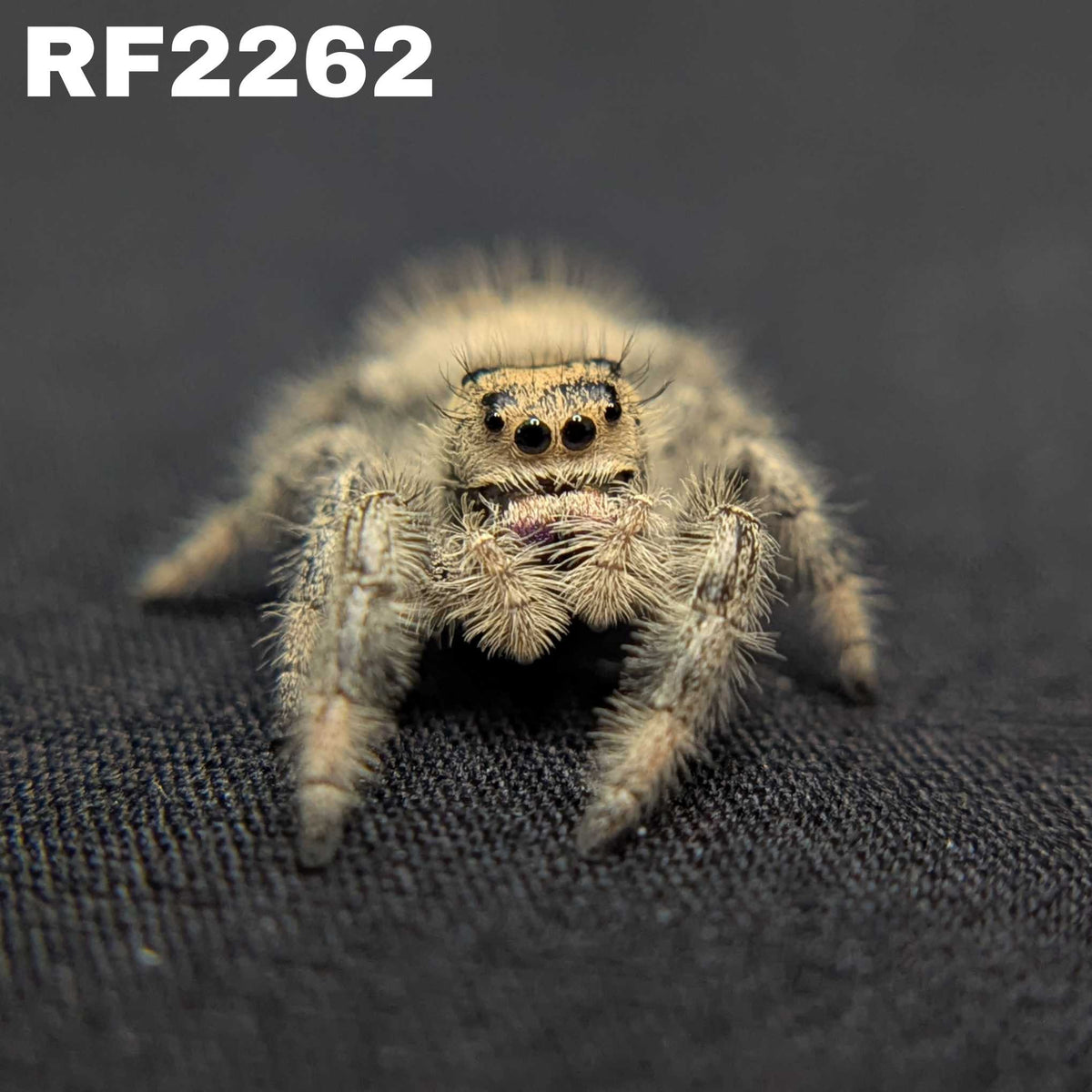 Regal Jumping Spider "Amethyst"
