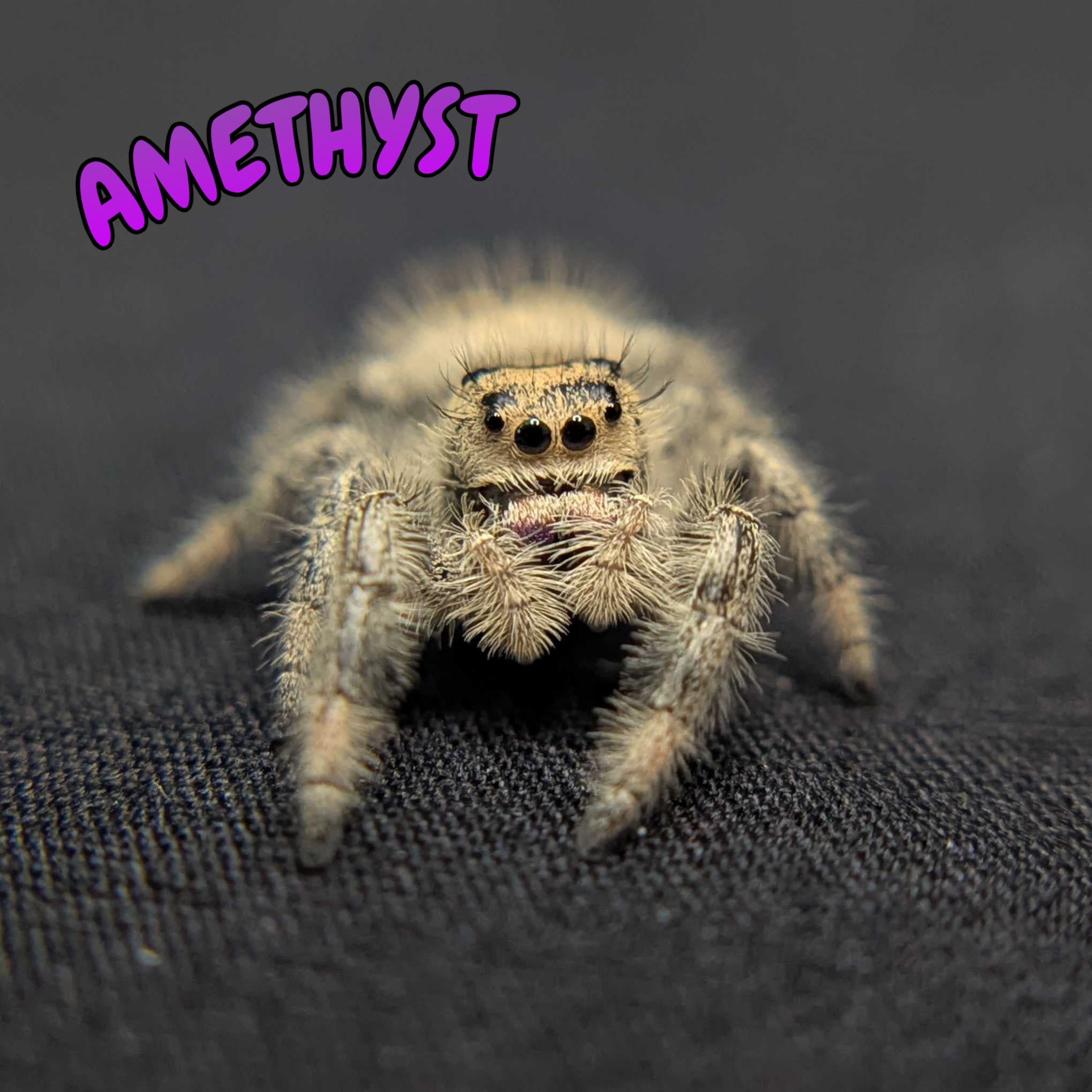 Regal Jumping Spider "Amethyst"