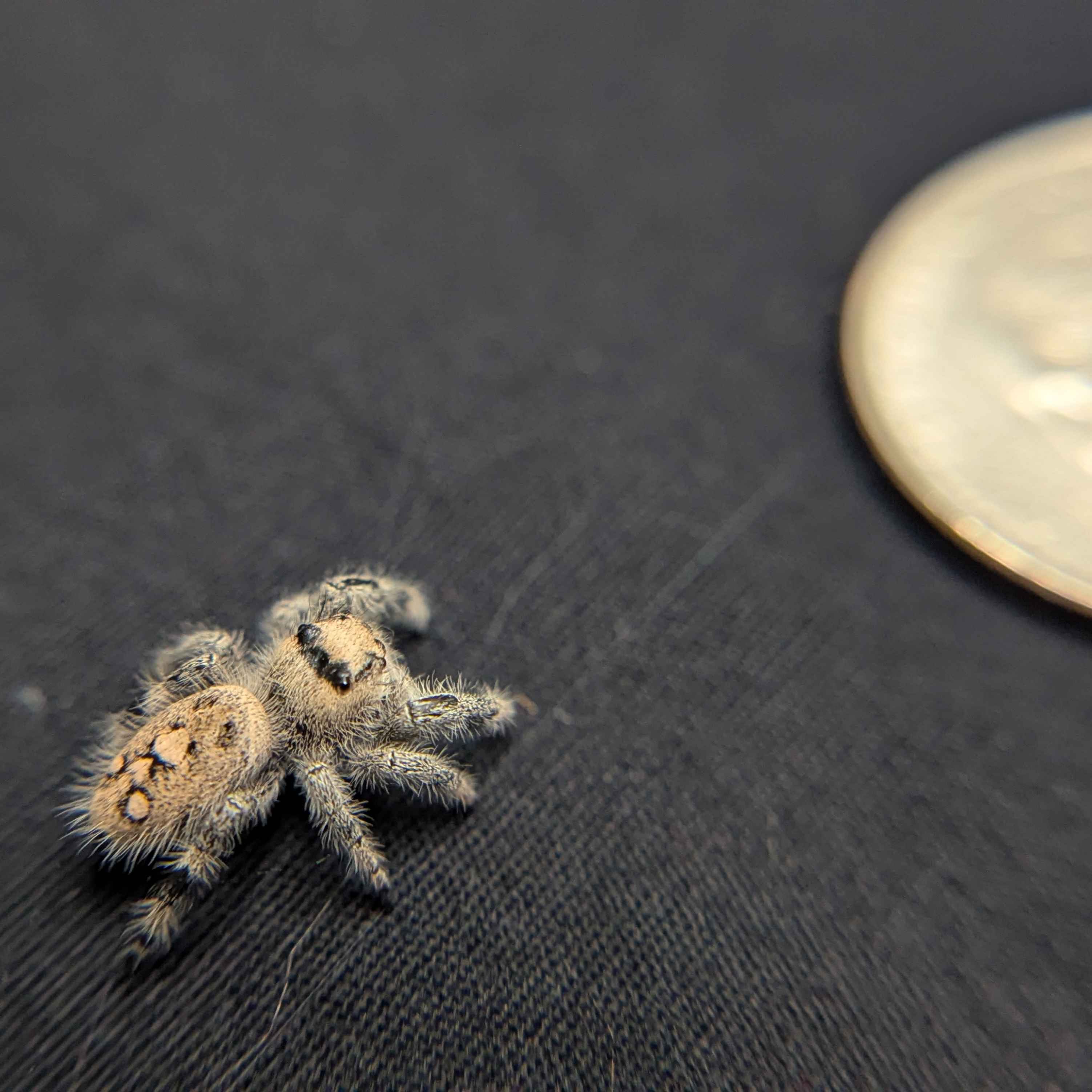 Regal Jumping Spider "Vampire"