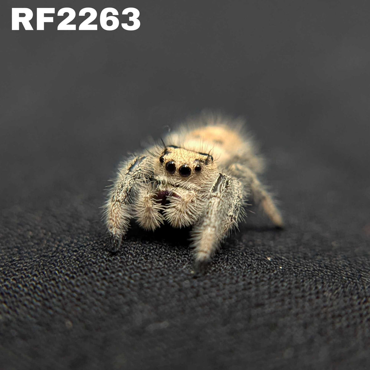 Regal Jumping Spider "Vampire"