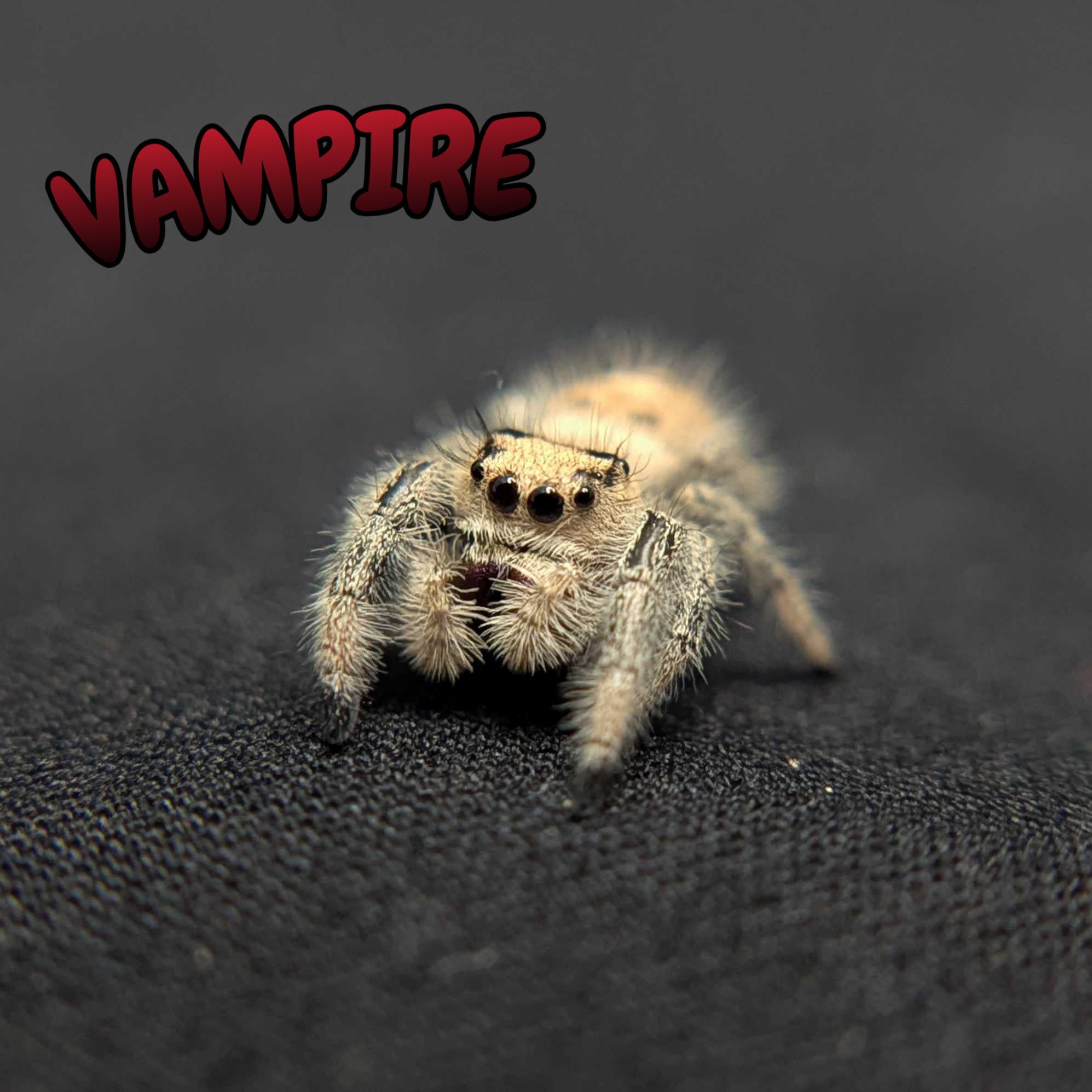 Regal Jumping Spider "Vampire"