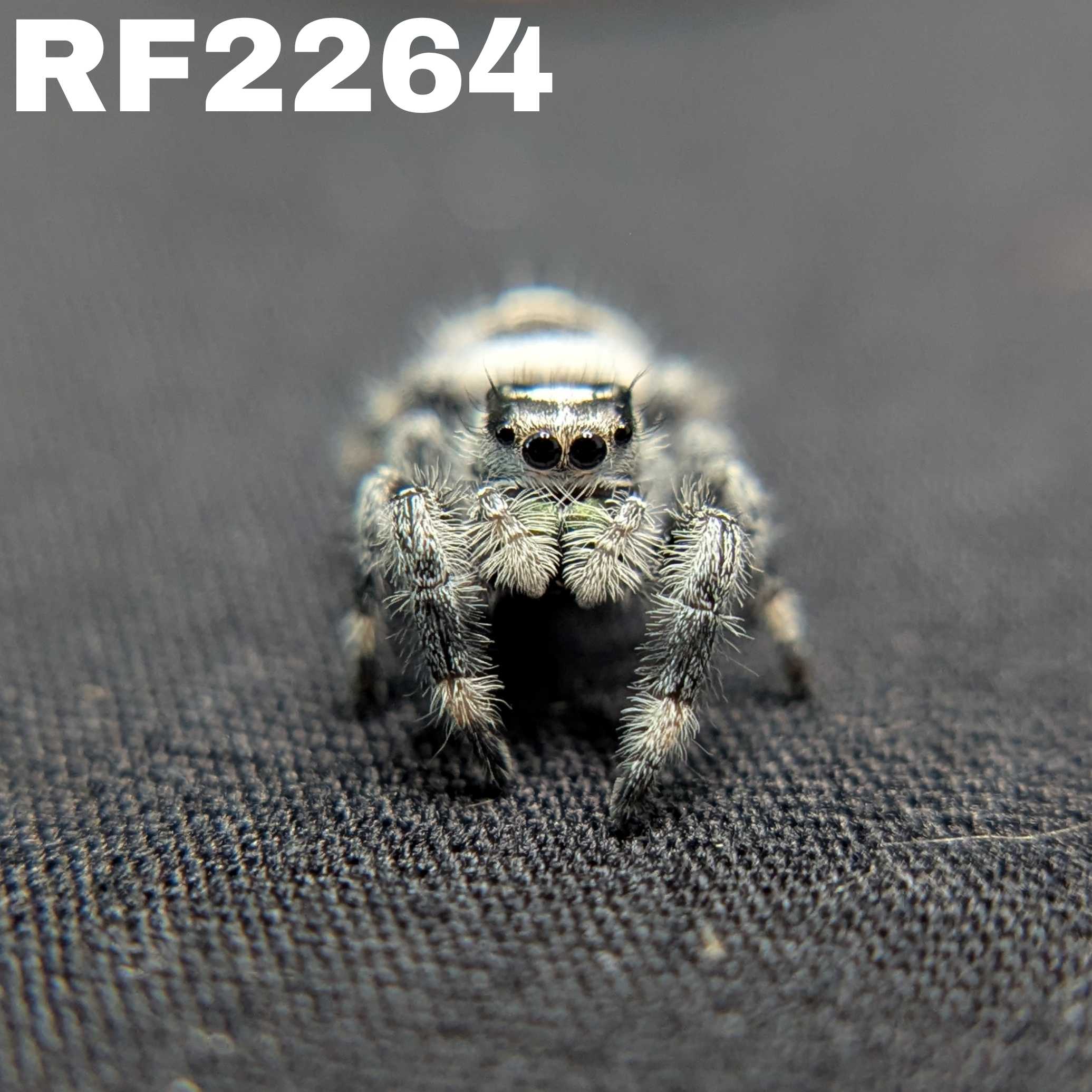 Regal Jumping Spider "Mozzarella"