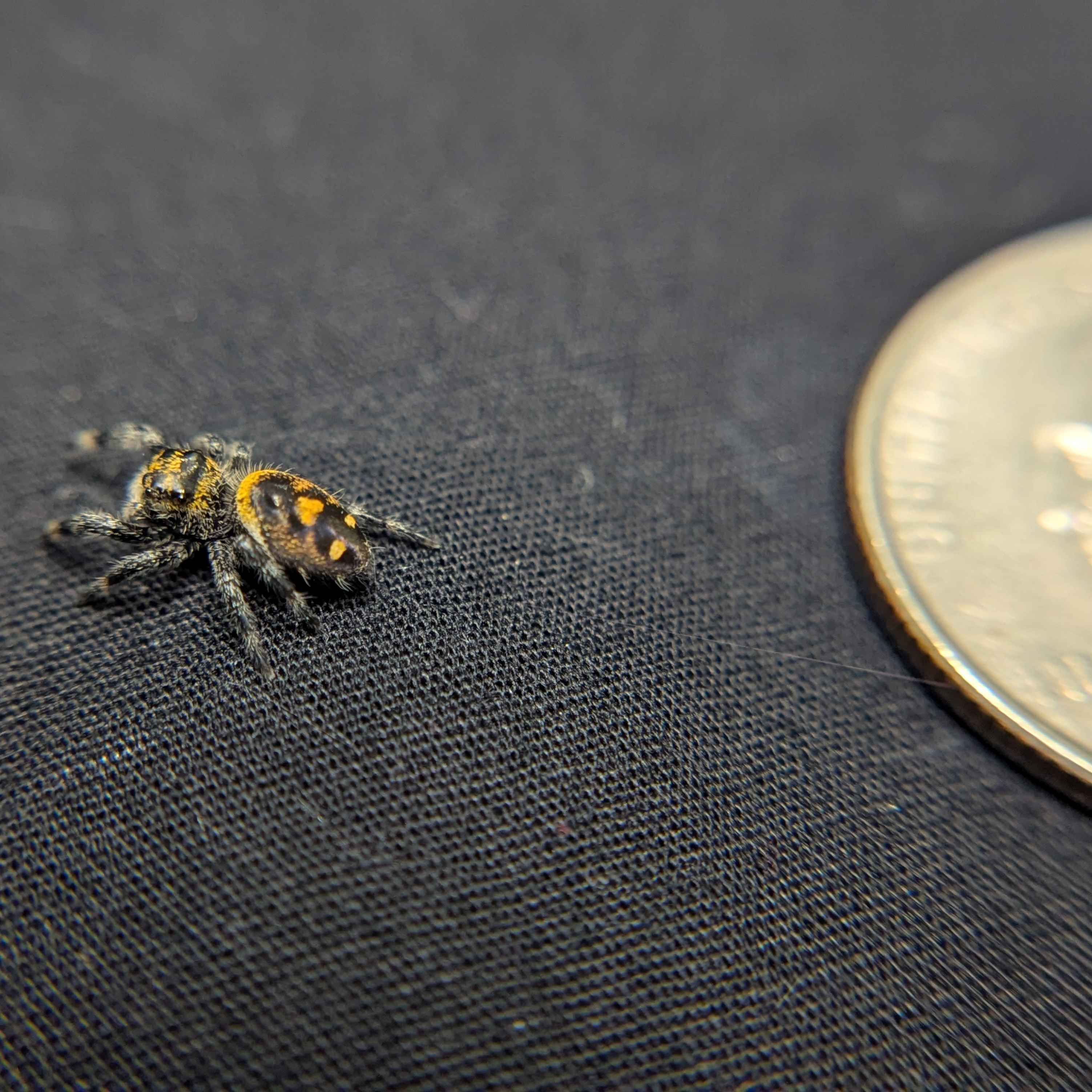 Regal Jumping Spider "Labubu"