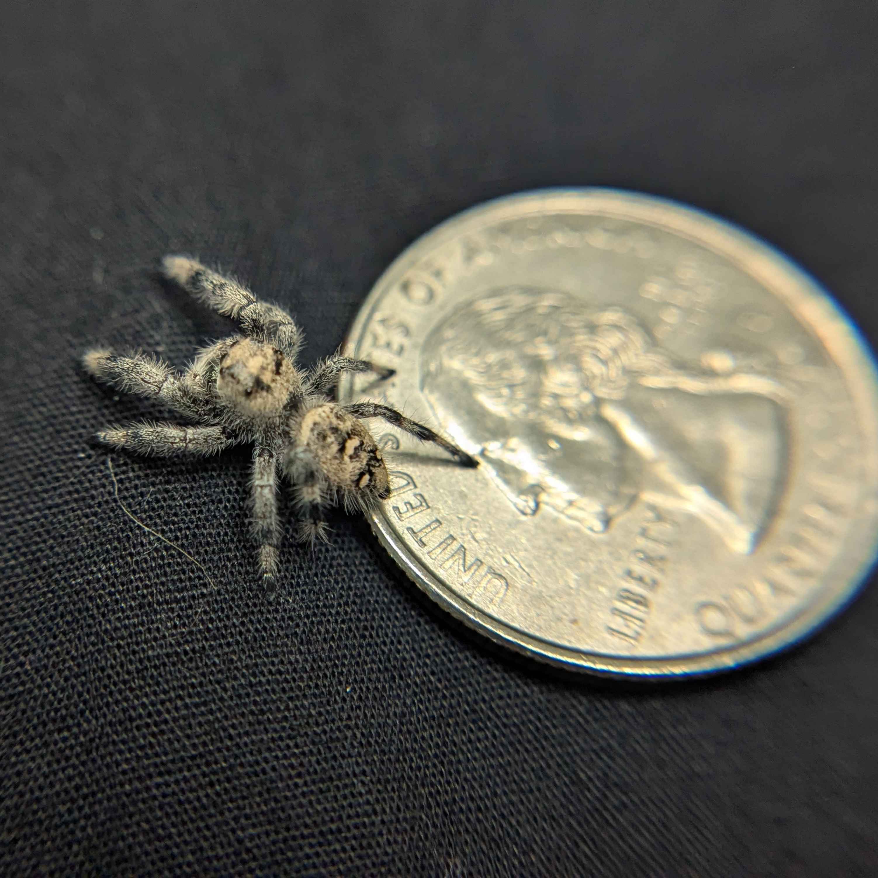 Regal Jumping Spider "Keylime"