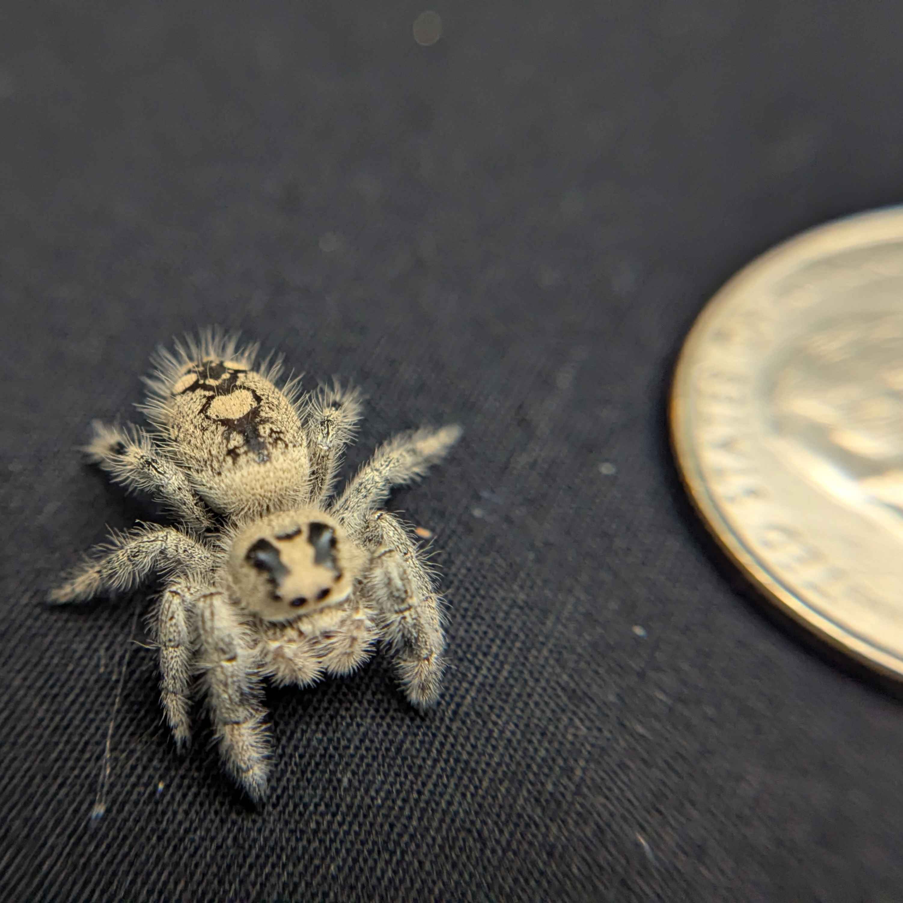 Regal Jumping Spider "Melody"