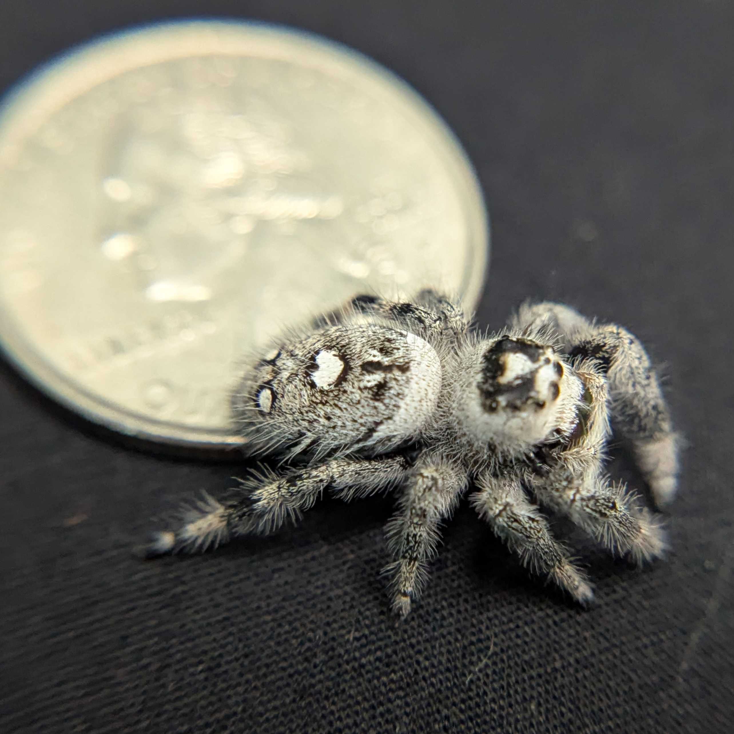 Regal Jumping Spider "Cookies n Cream"