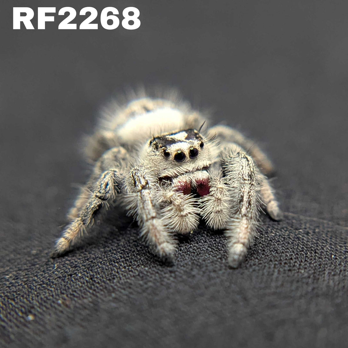 Regal Jumping Spider "Cookies n Cream"