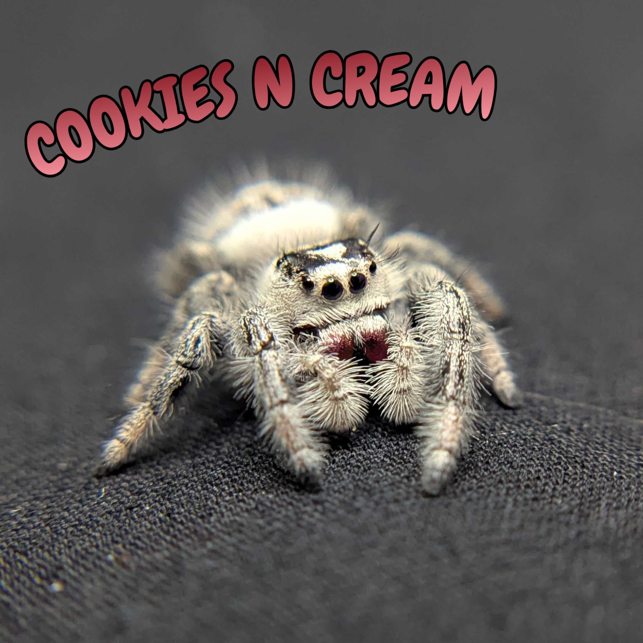 Regal Jumping Spider "Cookies n Cream"