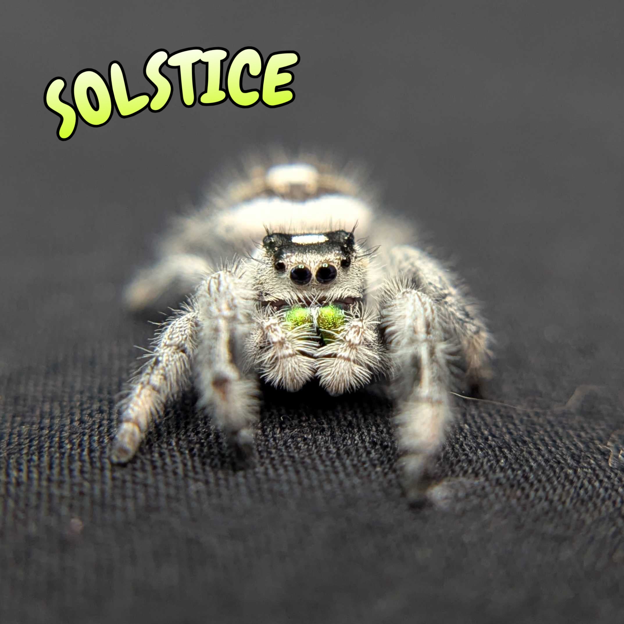 Regal Jumping Spider “Solstice”