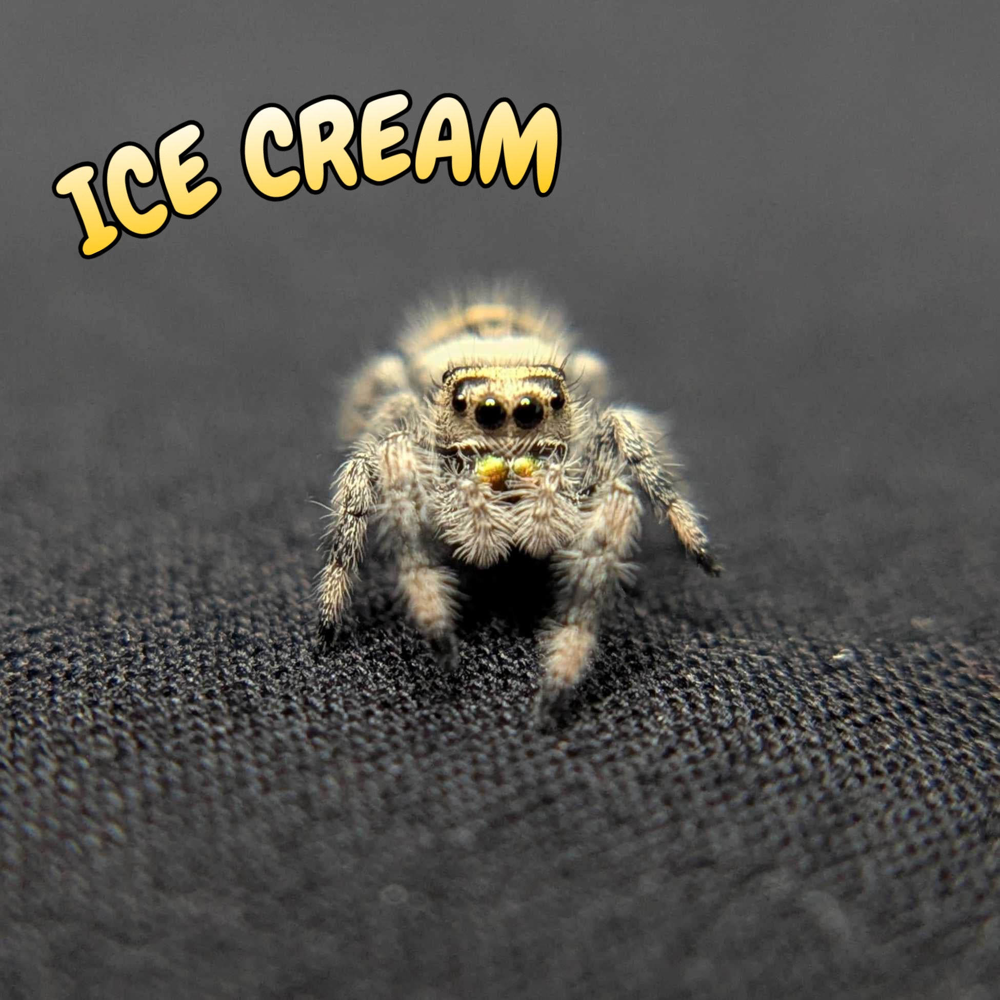 Regal Jumping Spider “Ice Cream”