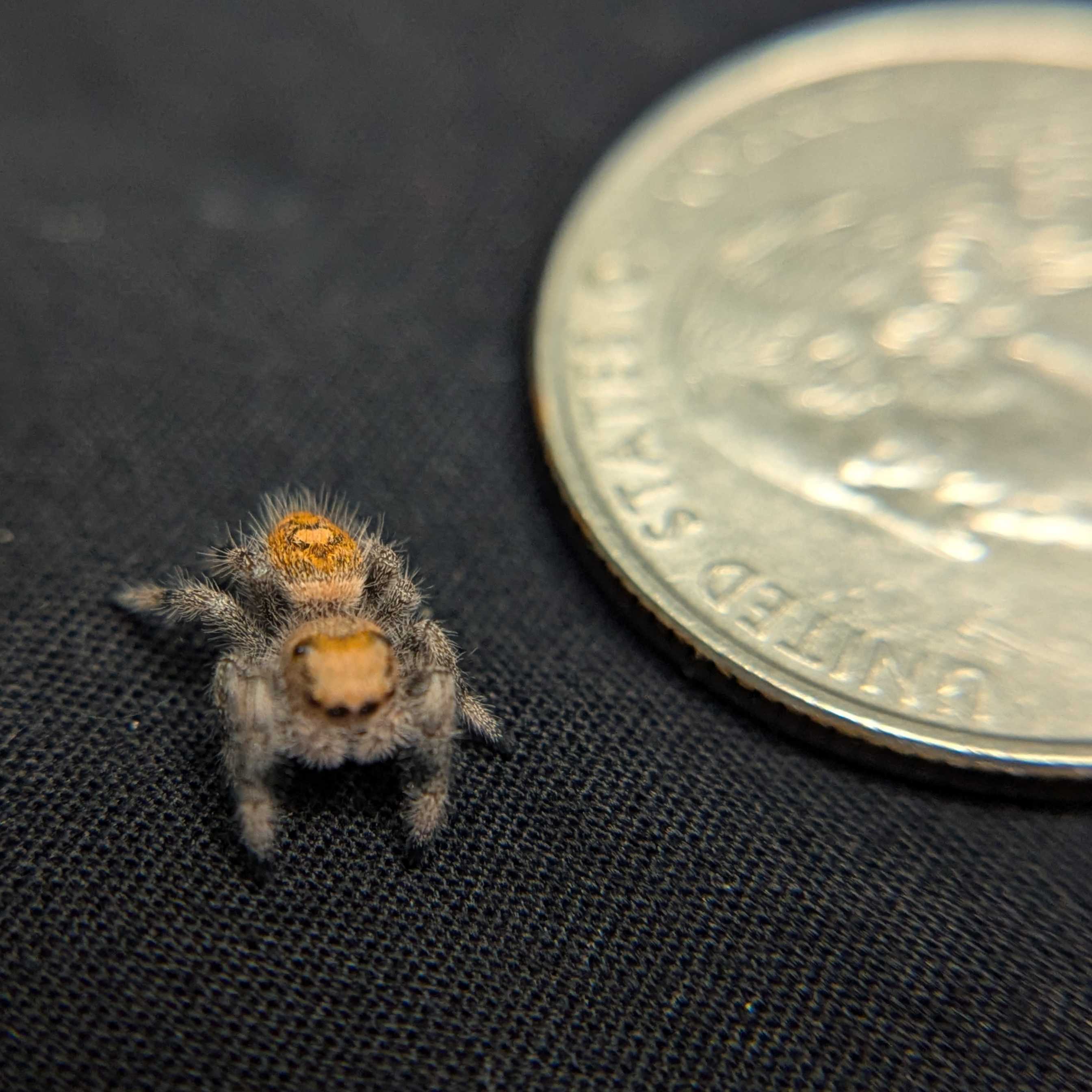 Regal Jumping Spider "Garnet"