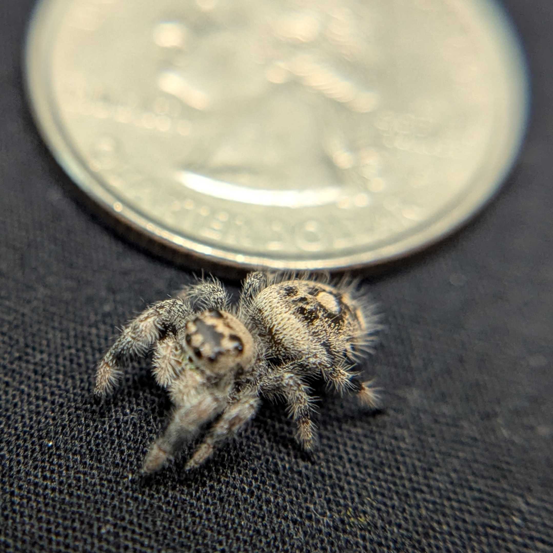 Regal Jumping Spider "Comet"
