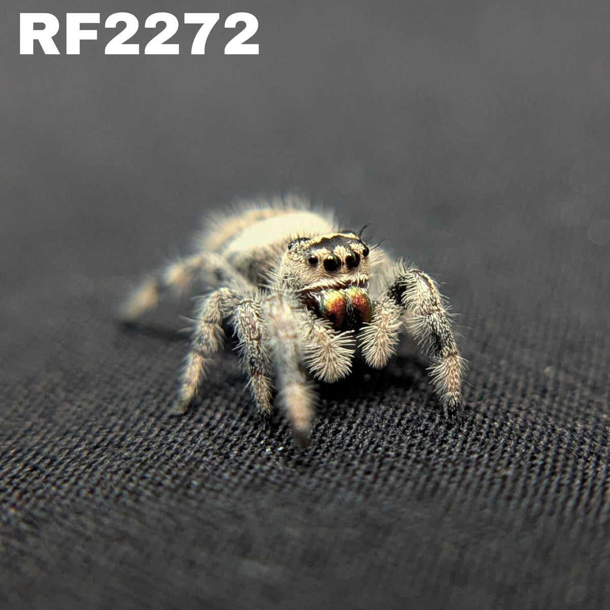 Regal Jumping Spider "Comet"