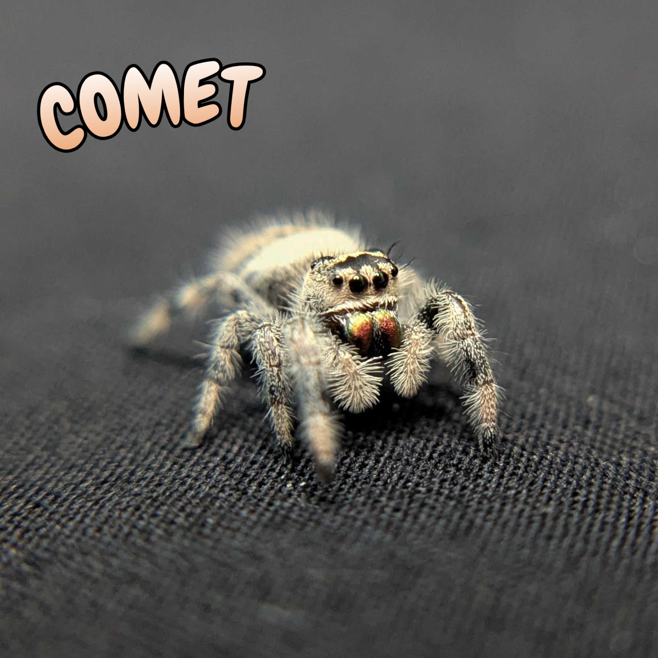 Regal Jumping Spider "Comet"