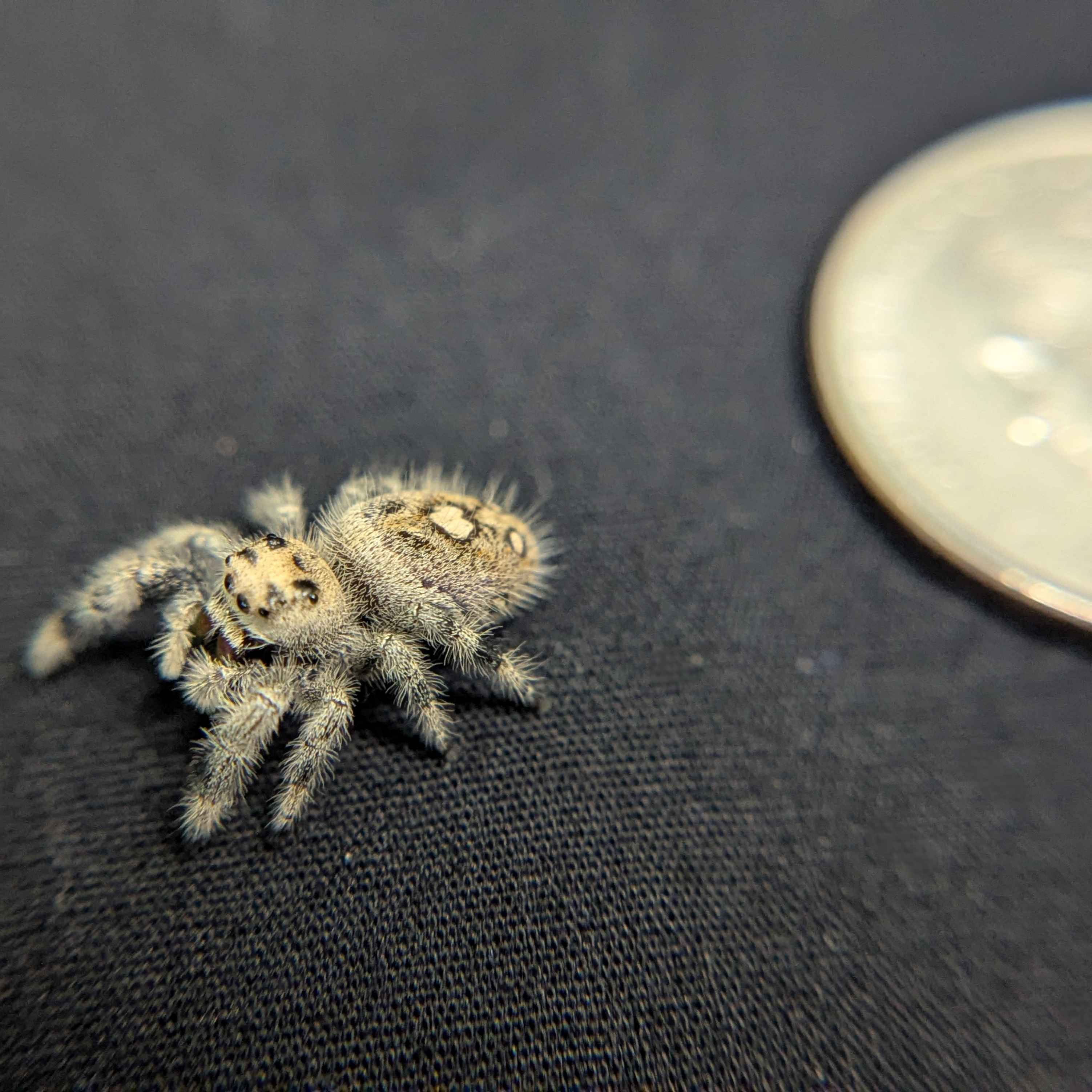 Regal Jumping Spider "Hex"
