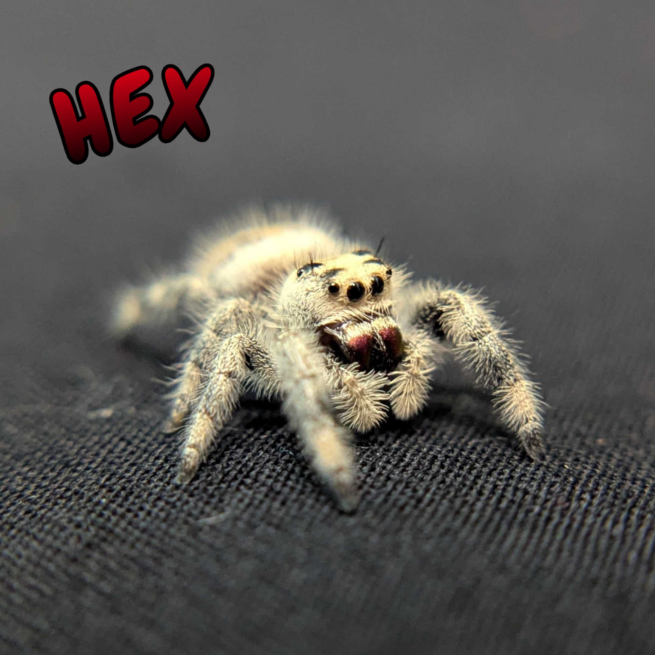 Regal Jumping Spider "Hex"