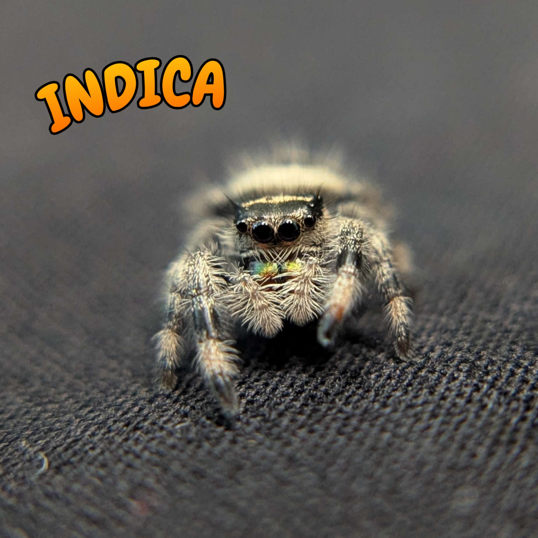 Regal Jumping Spider “Indica”