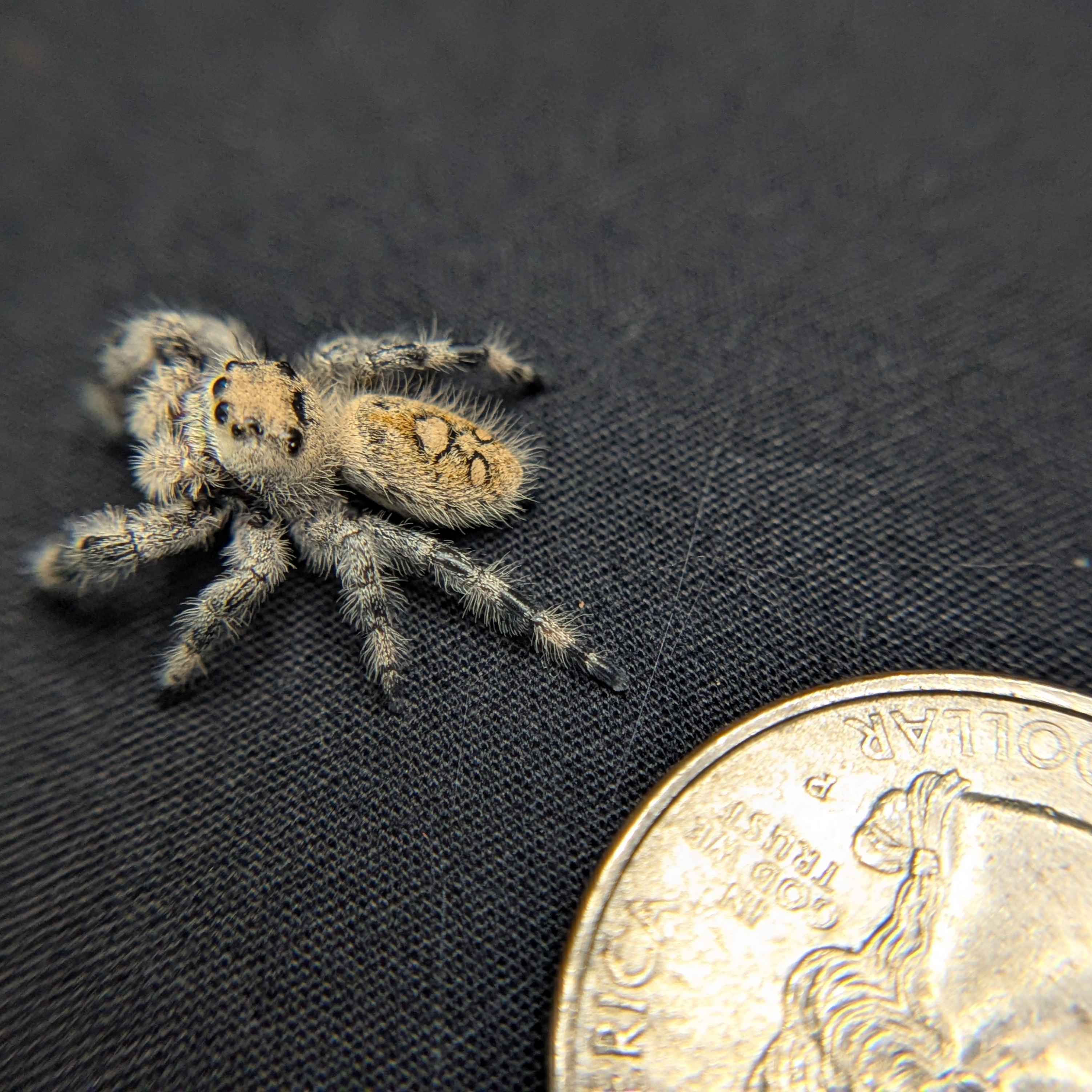 Regal Jumping Spider "Skittles"