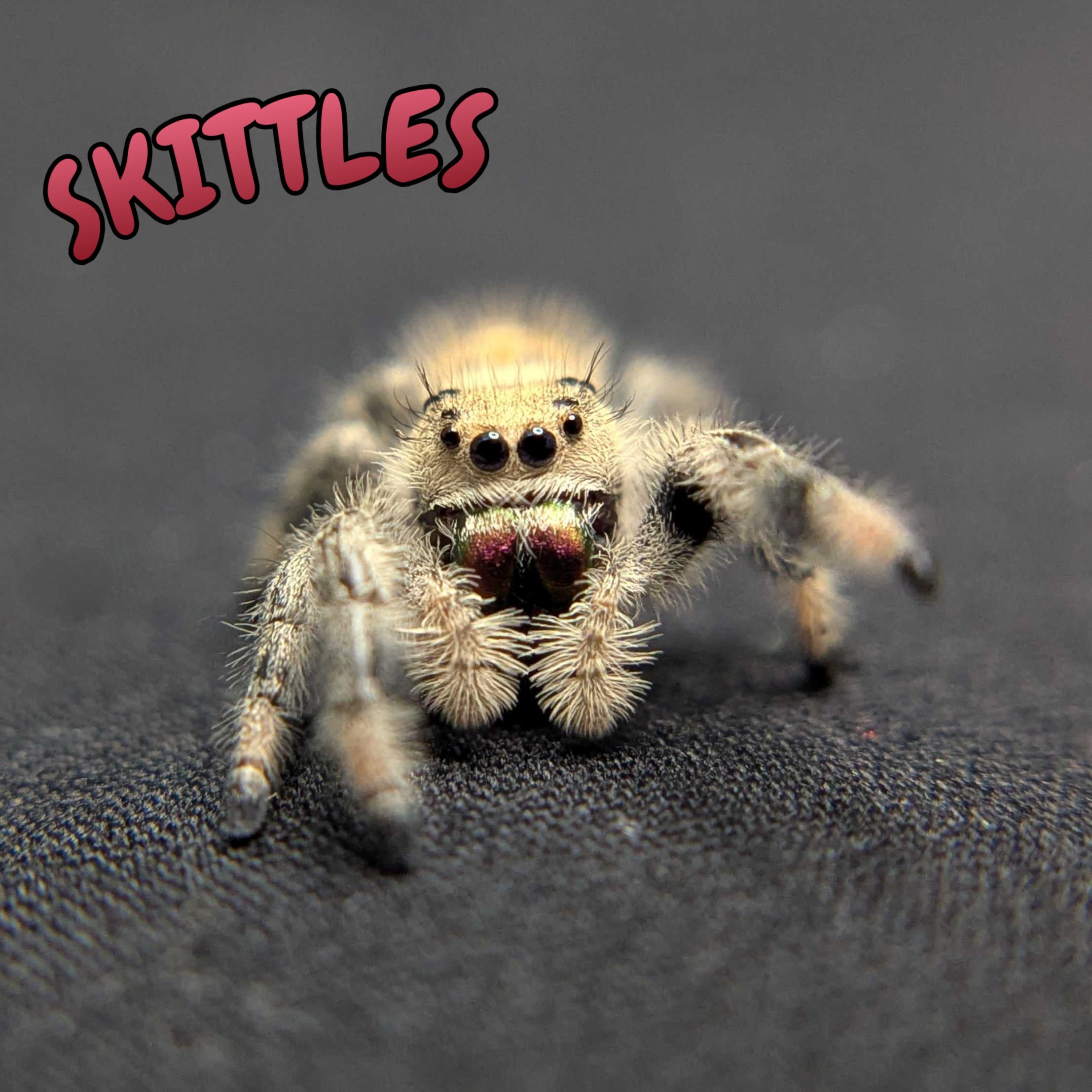 Regal Jumping Spider "Skittles"