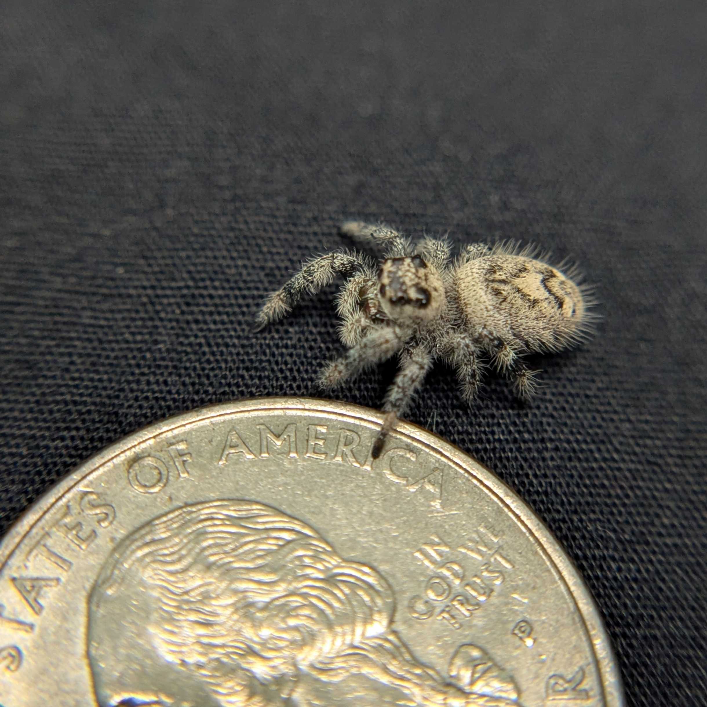Regal Jumping Spider “Durian”