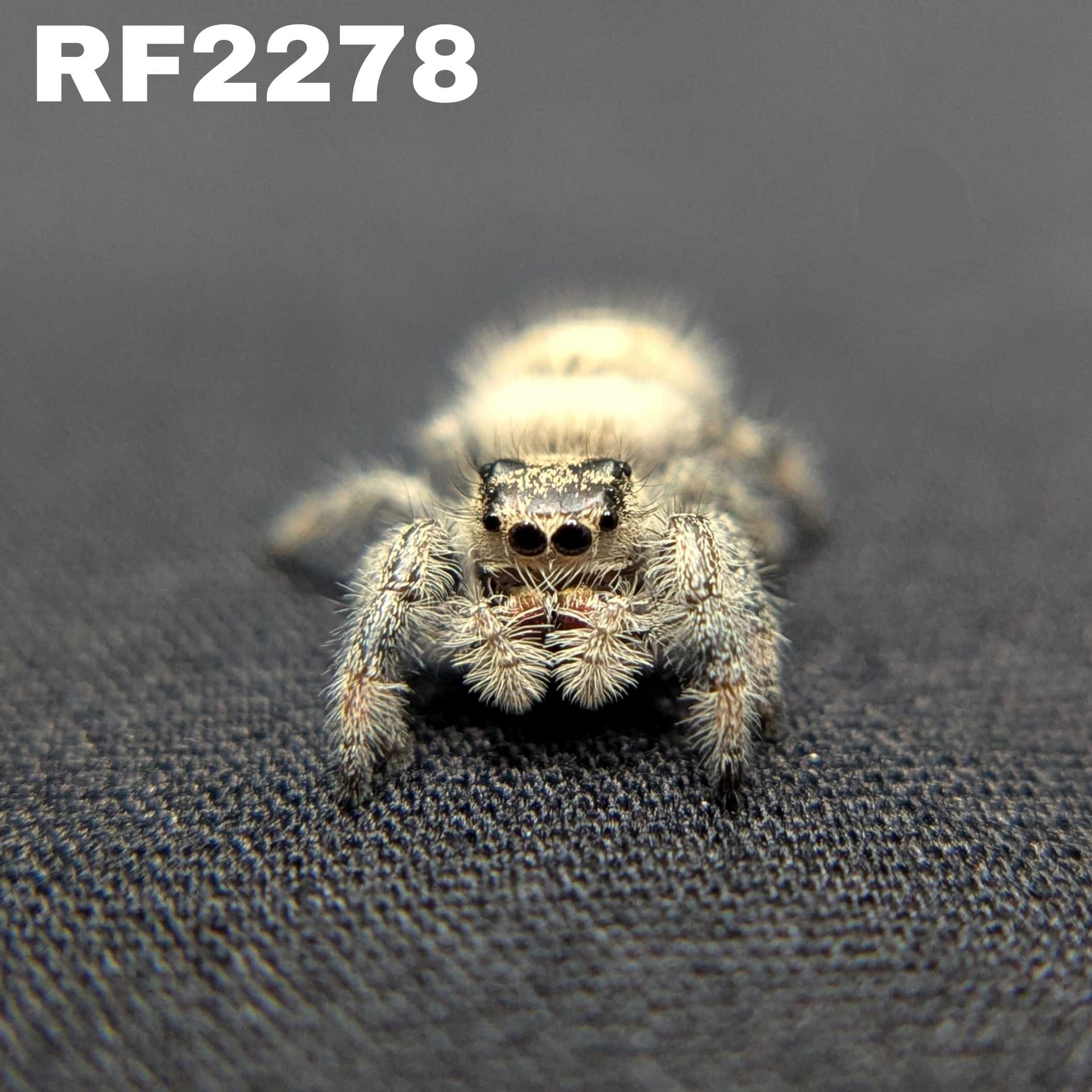 Regal Jumping Spider “Durian”