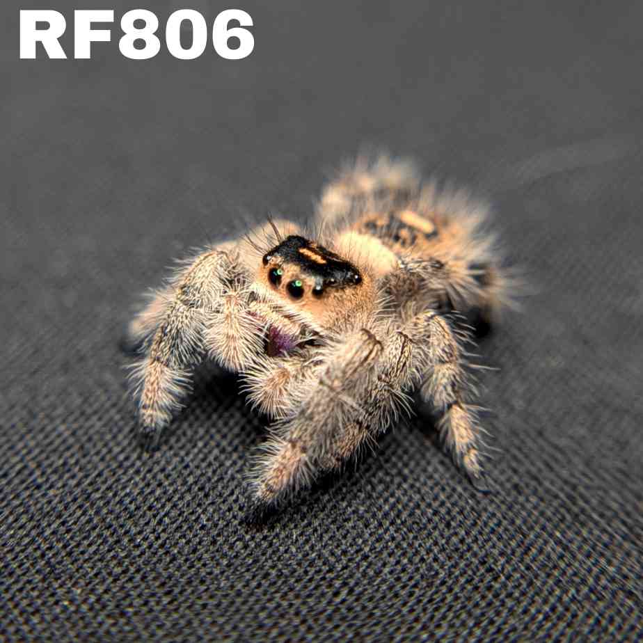 Regal Jumping Spider "Grape"