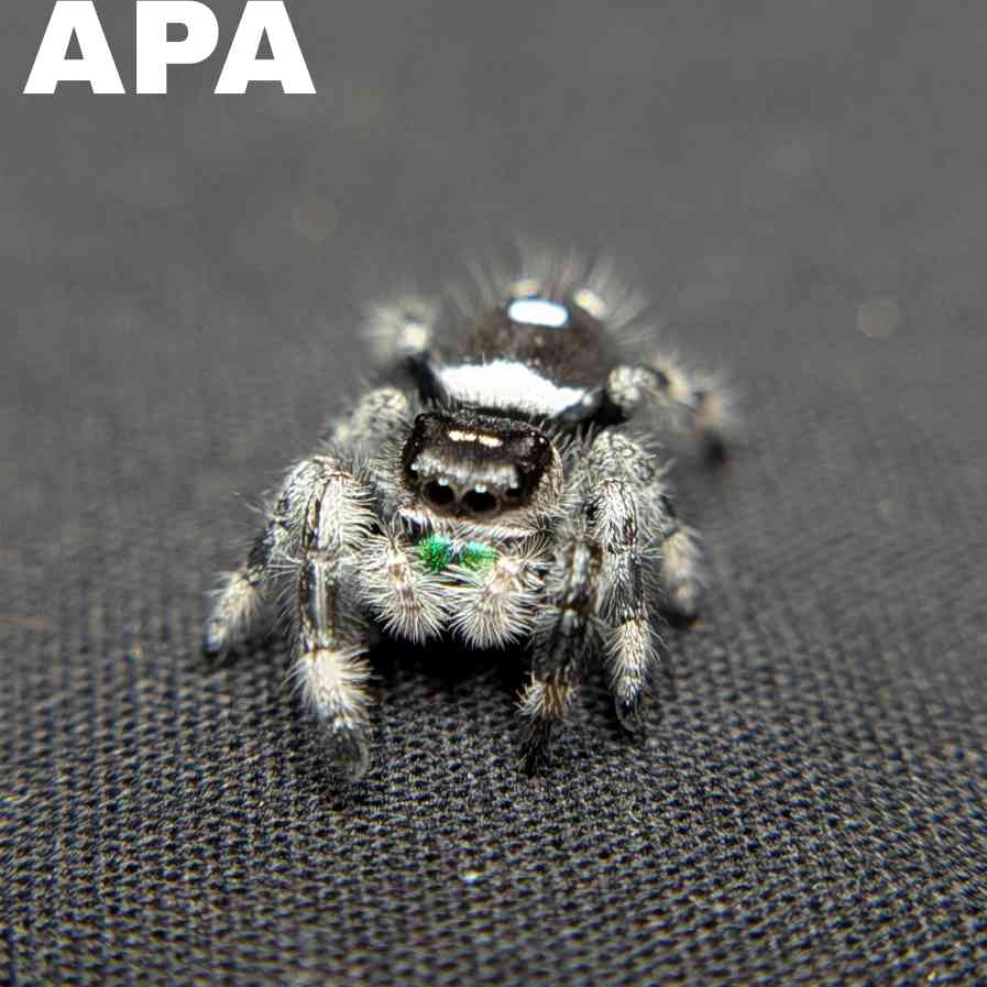 (Apalachicola Locale) Regal Jumping Spider “Donner”