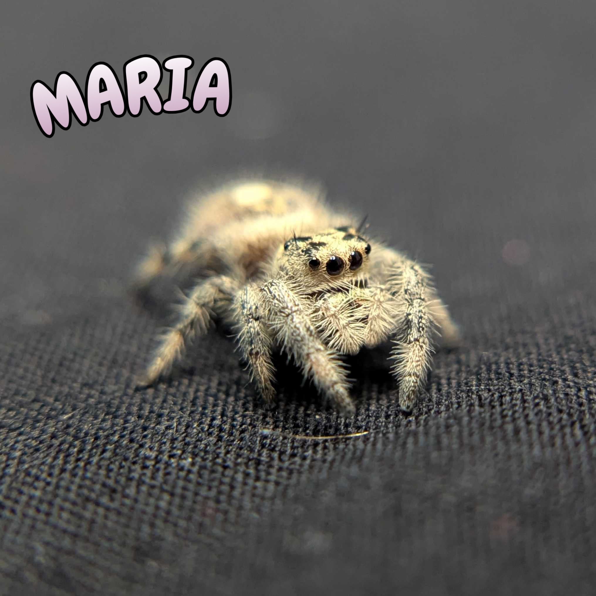 Regal Jumping Spider "Maria"