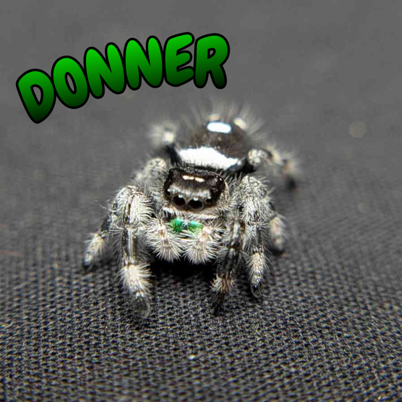 (Apalachicola Locale) Regal Jumping Spider “Donner”