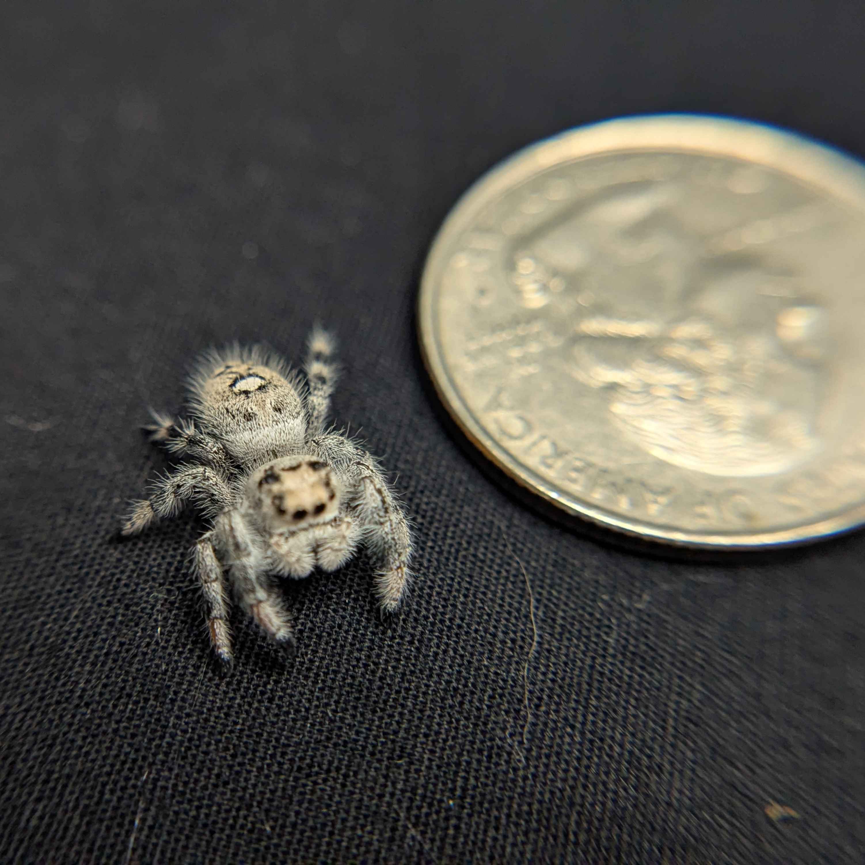 Regal Jumping Spider "Berry Puff"