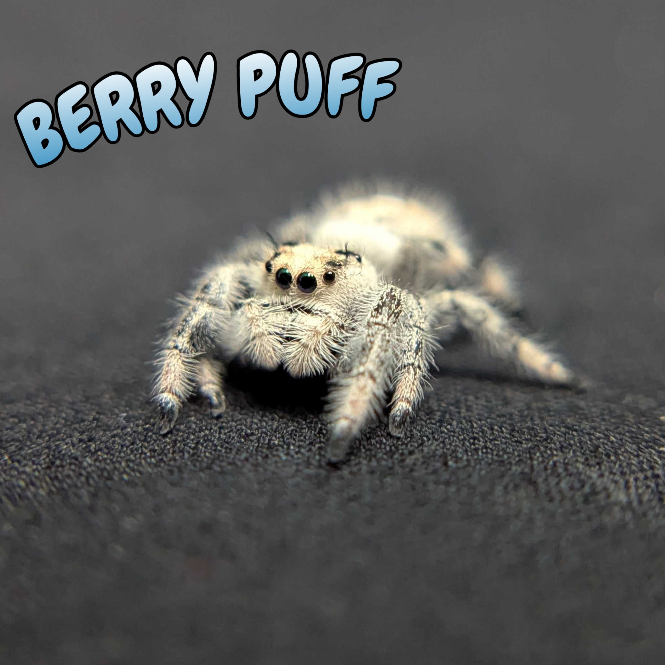 Regal Jumping Spider "Berry Puff"