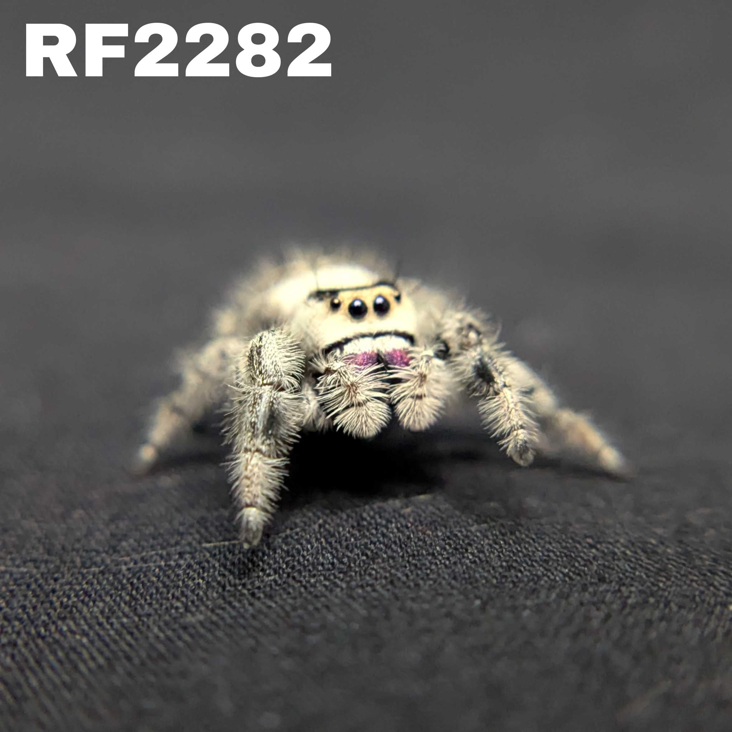 Regal Jumping Spider "Sugarplum"