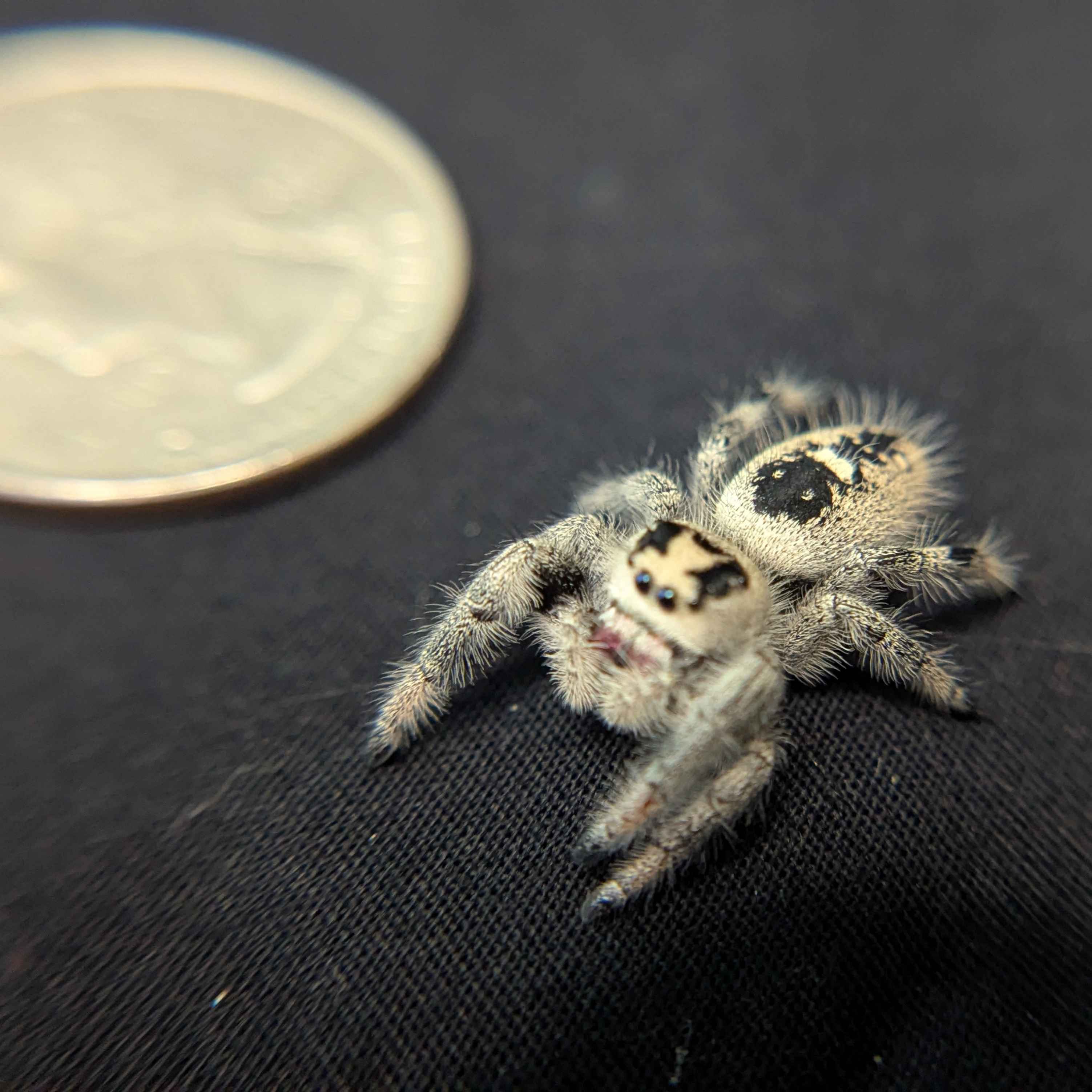 Regal Jumping Spider "Matilda"