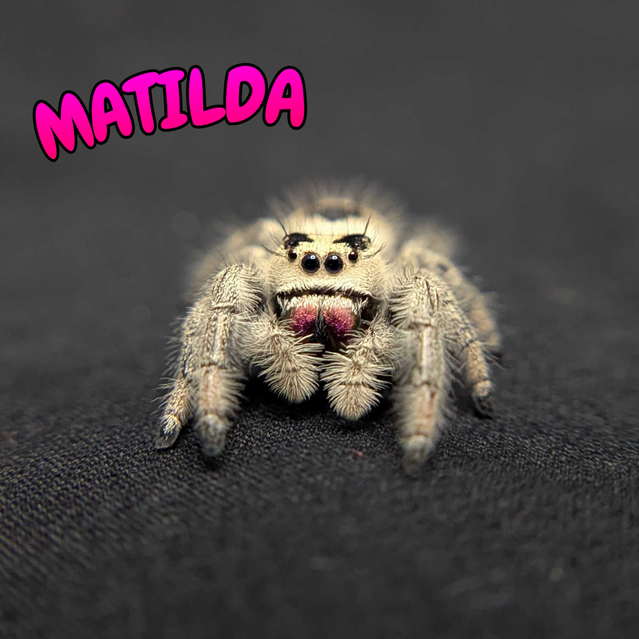 Regal Jumping Spider "Matilda"