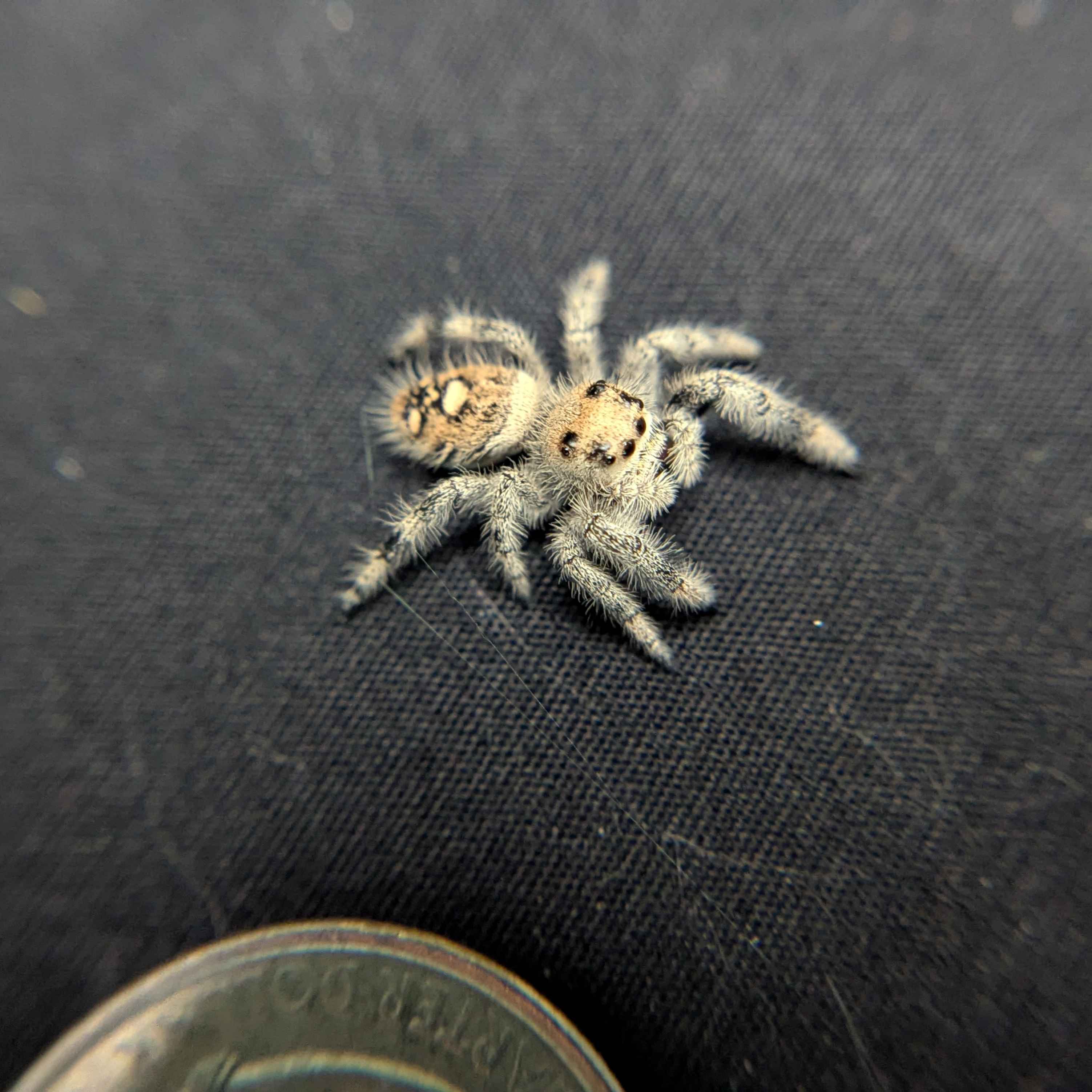 Regal Jumping Spider “Vixen”