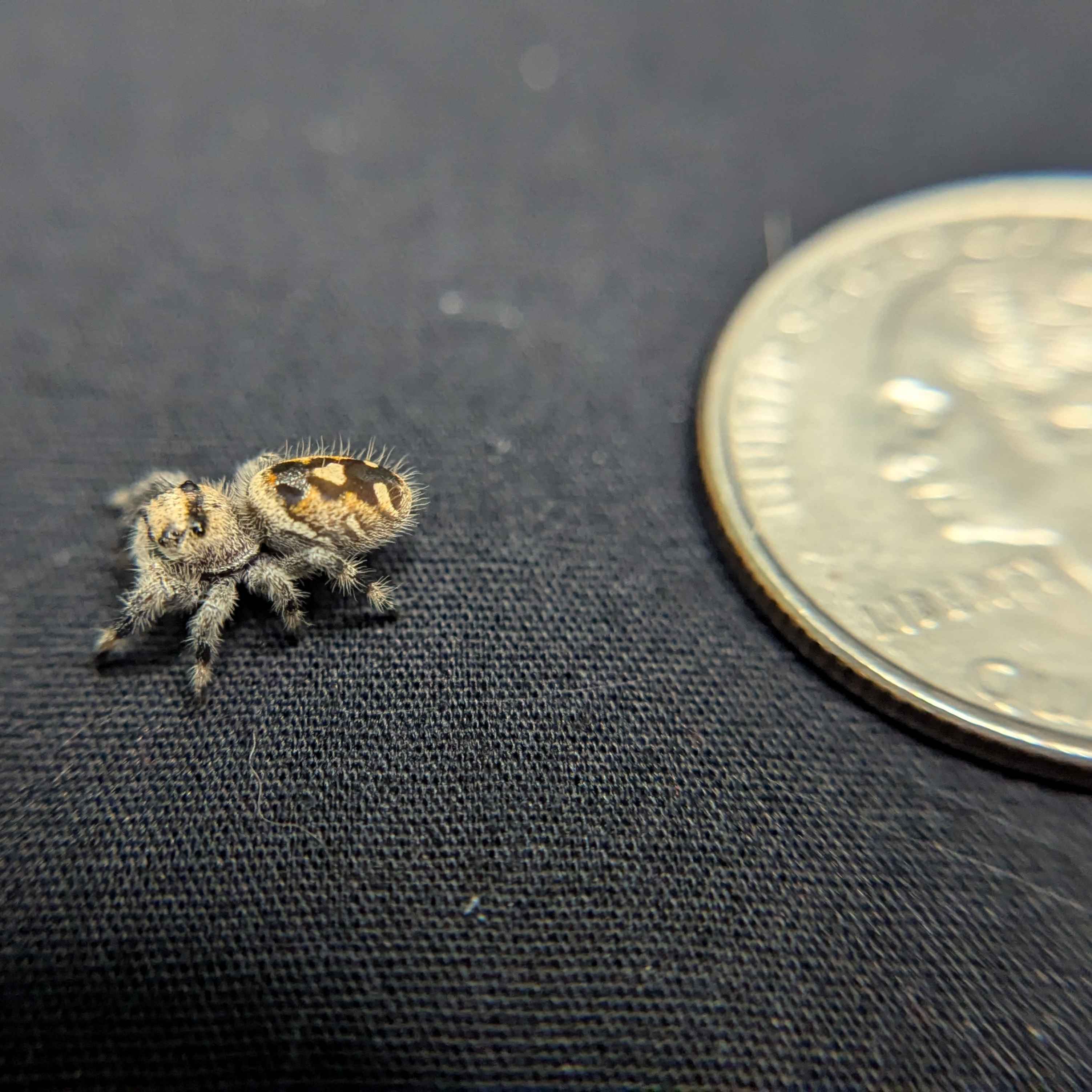 Regal Jumping Spider "Pepper"