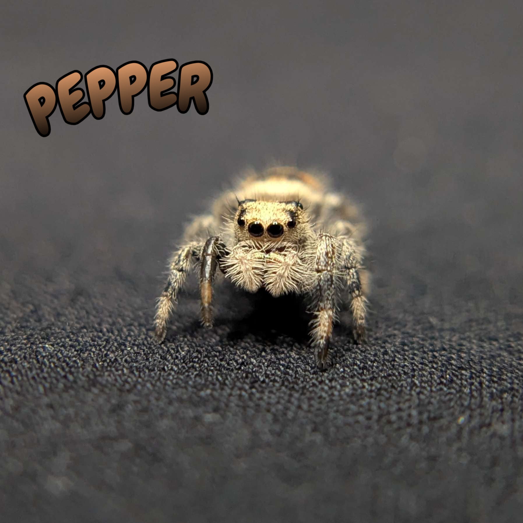 Regal Jumping Spider "Pepper"