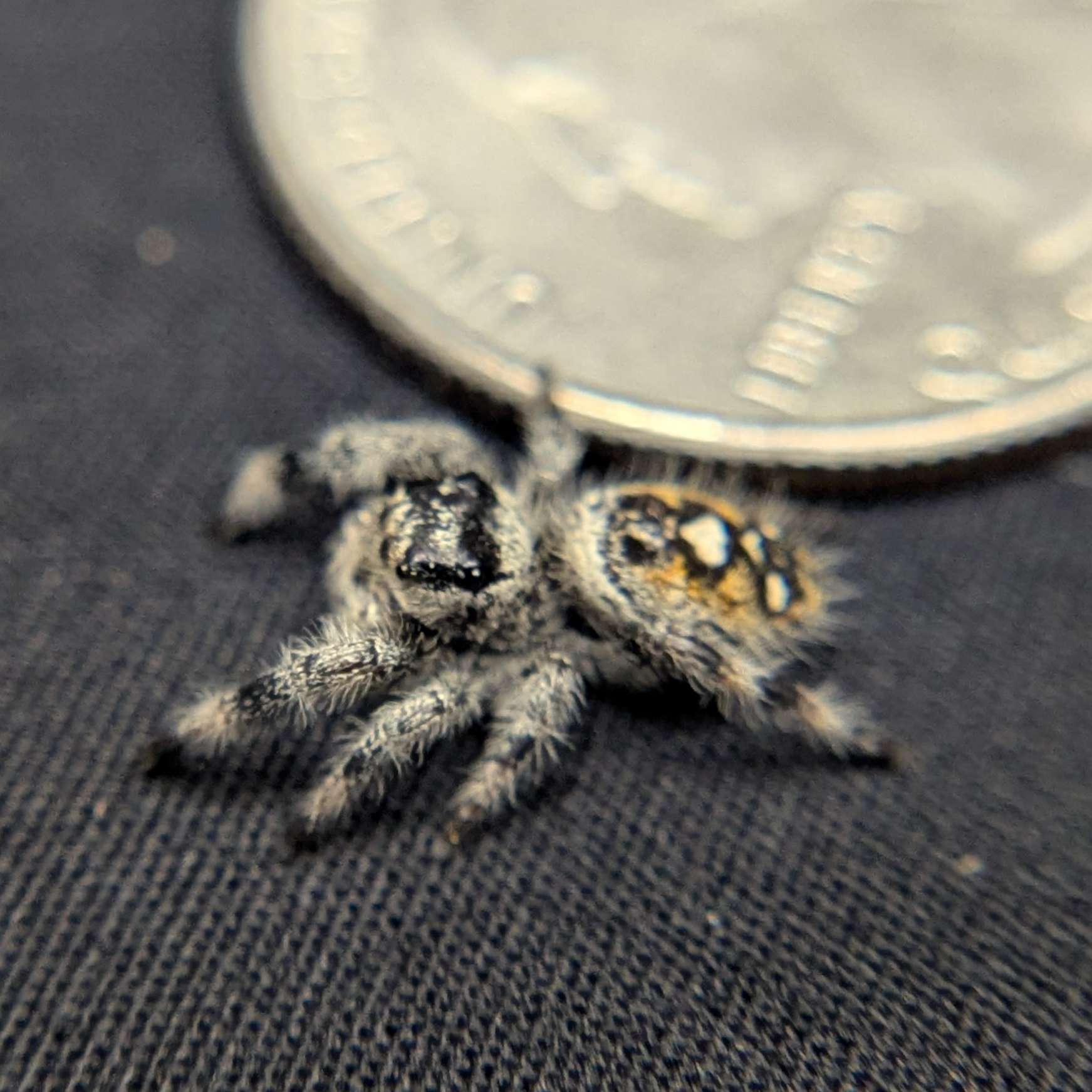Regal Jumping Spider “Vixen”