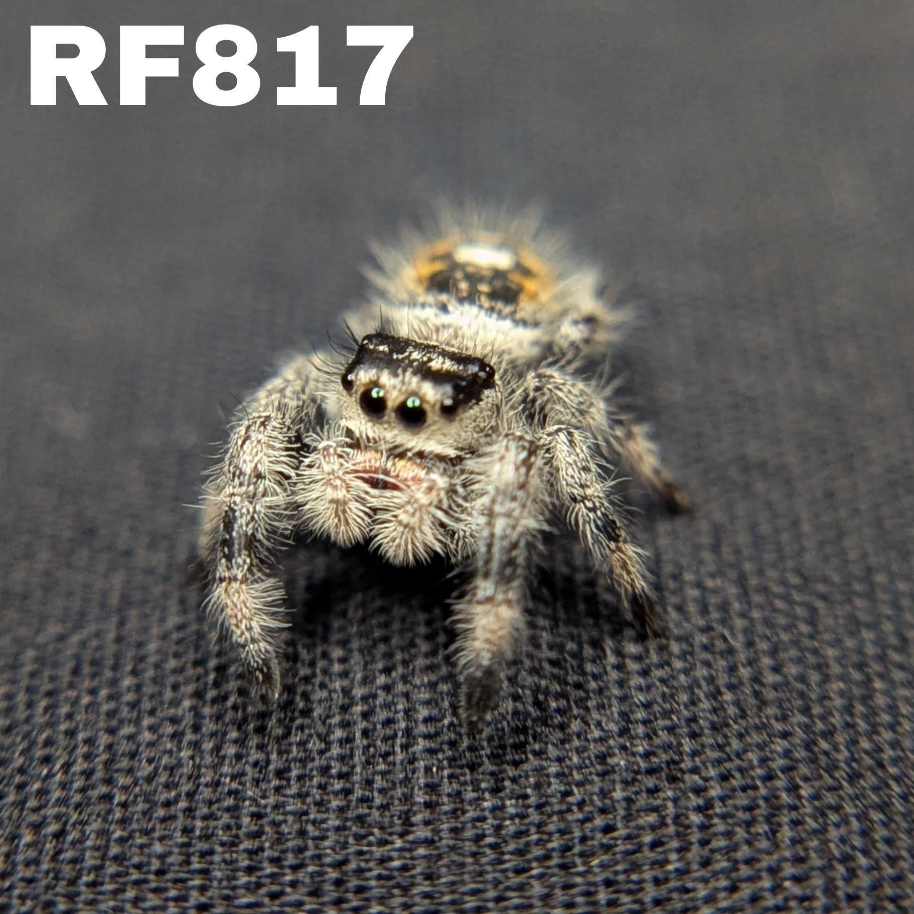 Regal Jumping Spider “Vixen”
