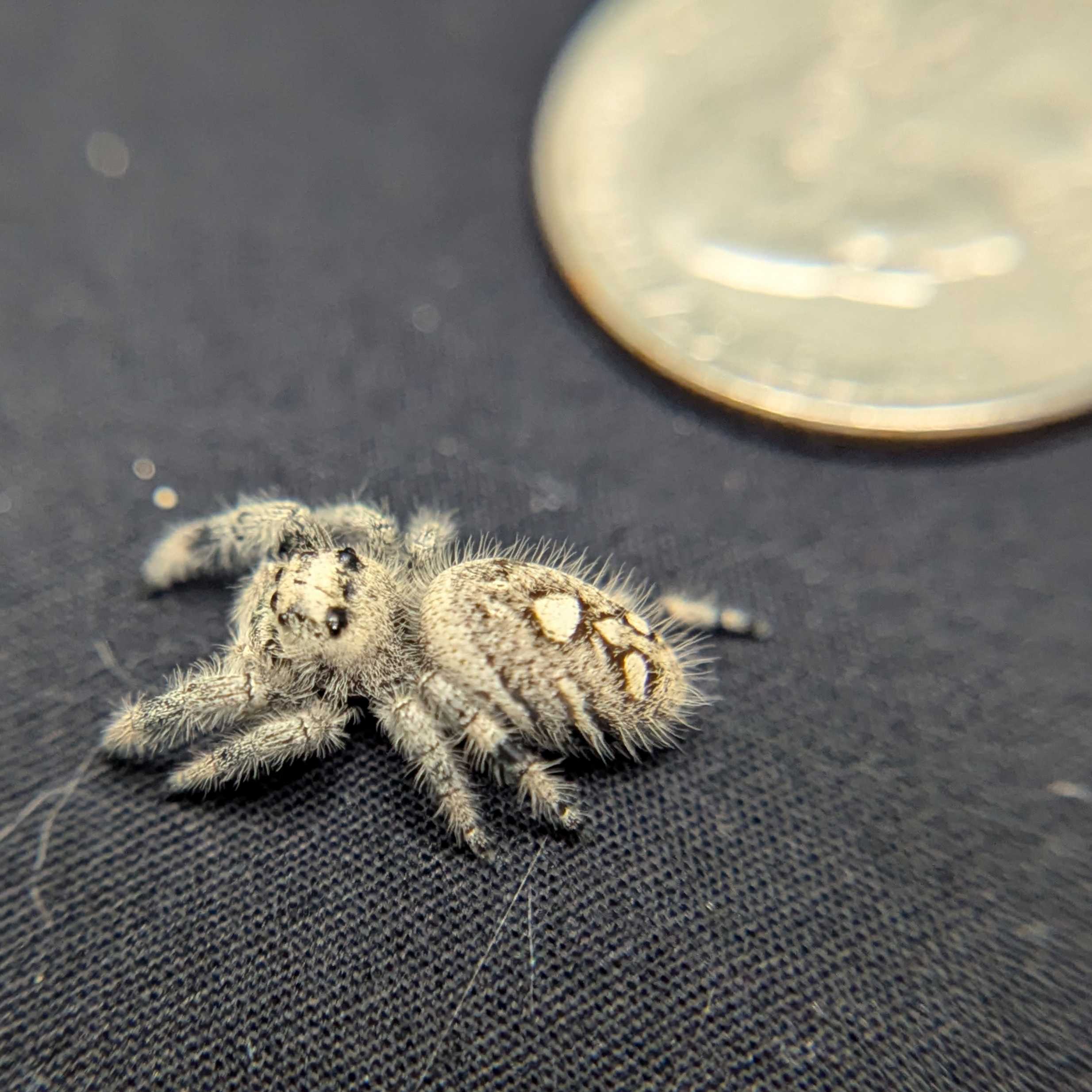 Regal Jumping Spider "Shimmer"