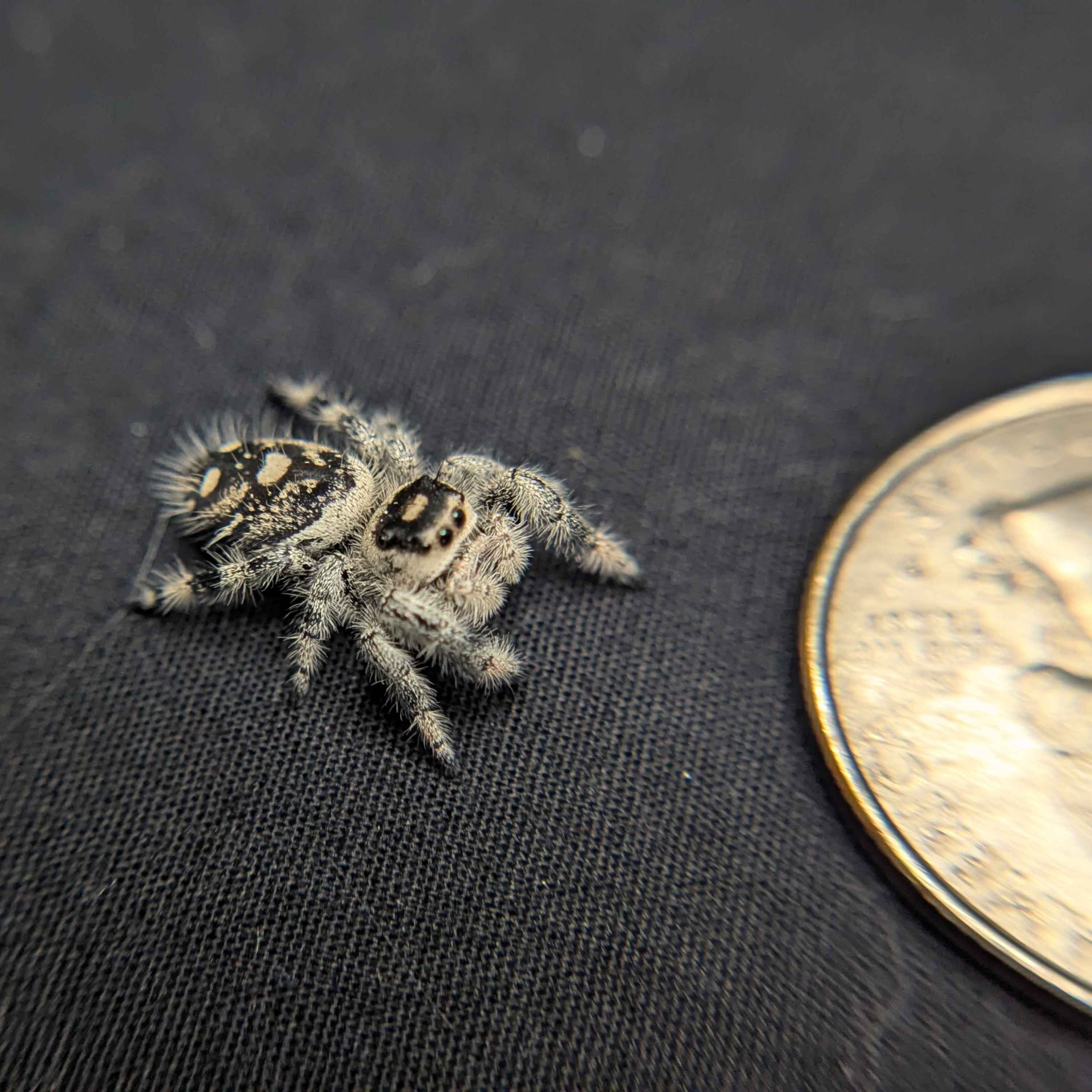 Regal Jumping Spider "Chococream"