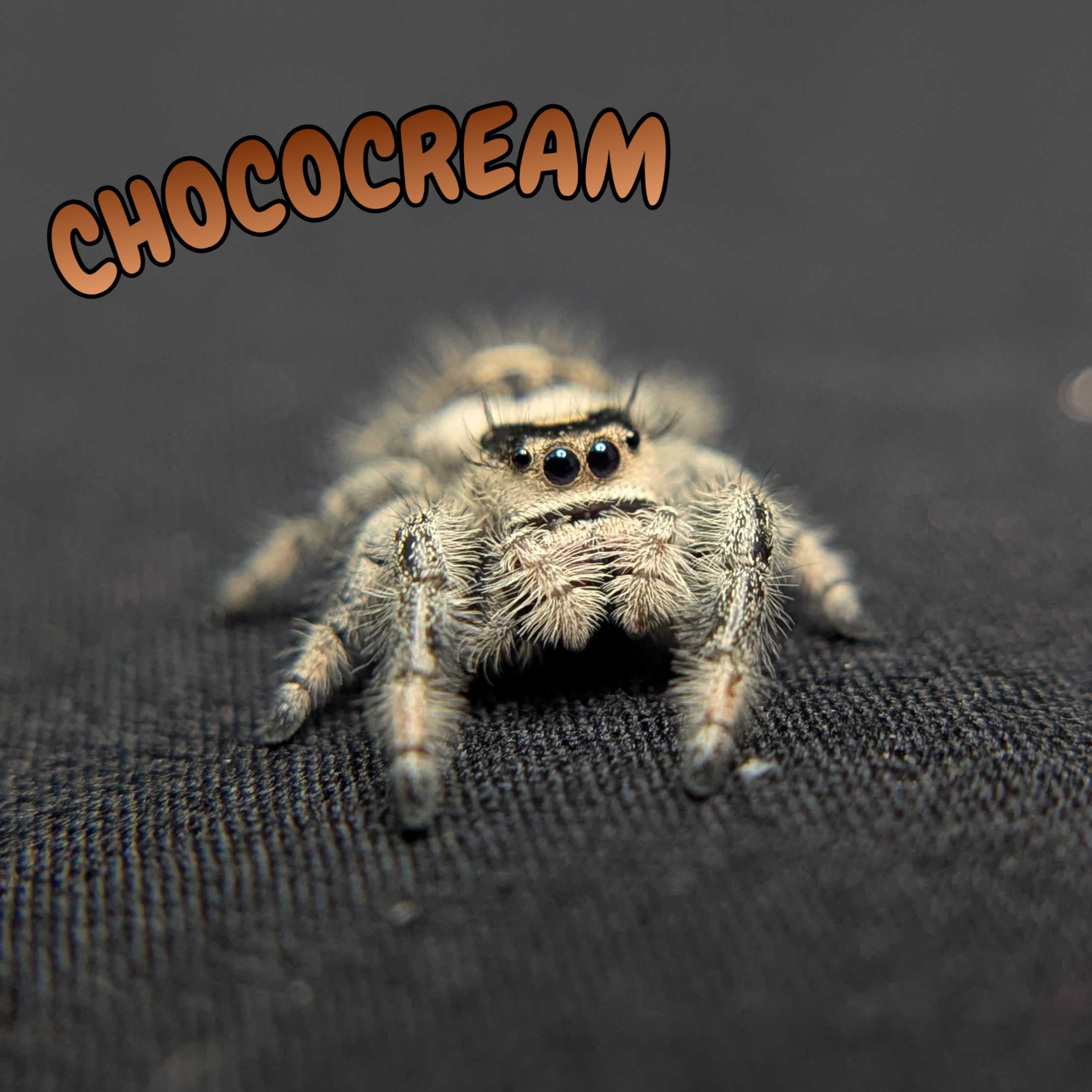 Regal Jumping Spider "Chococream"
