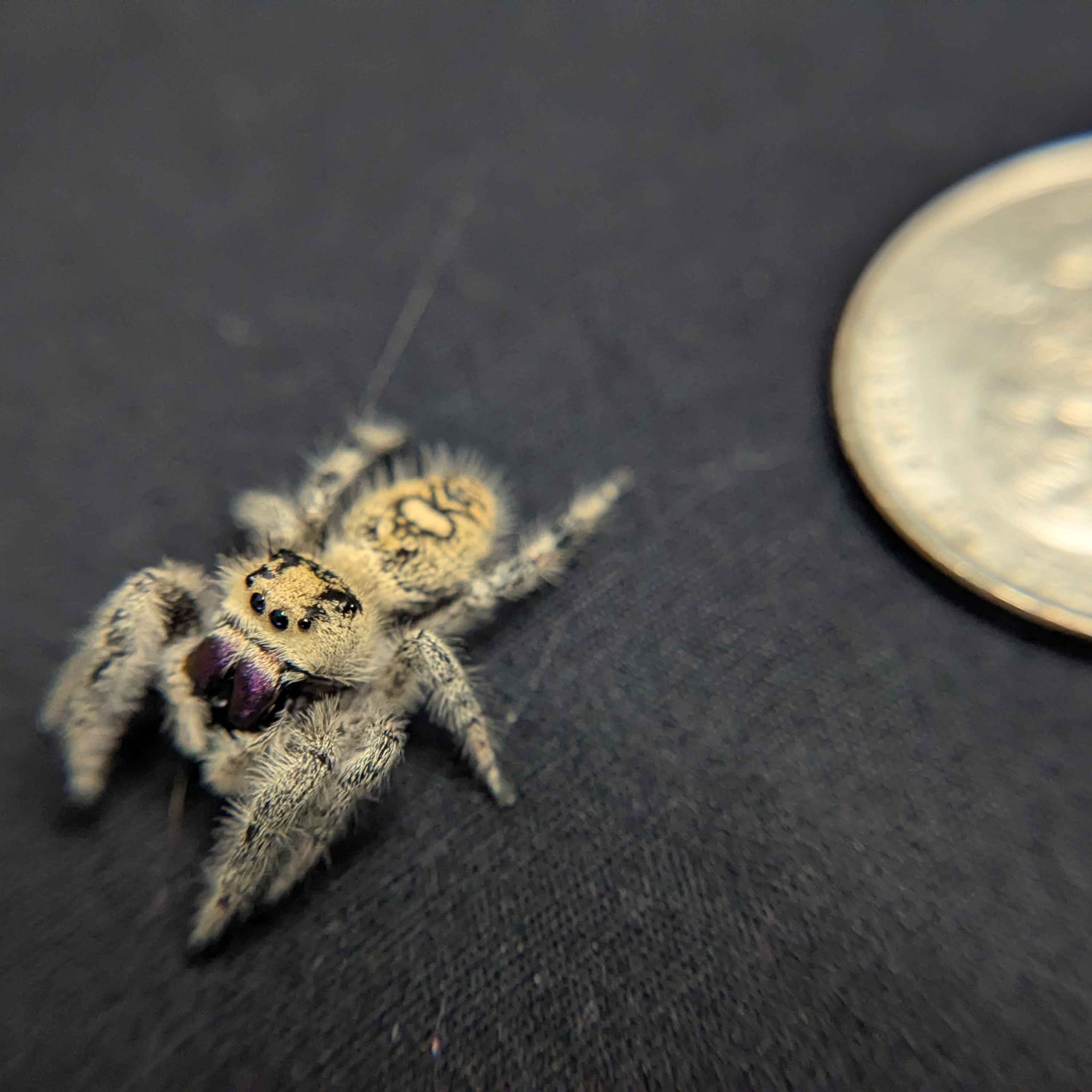 Regal Jumping Spider "Dream"