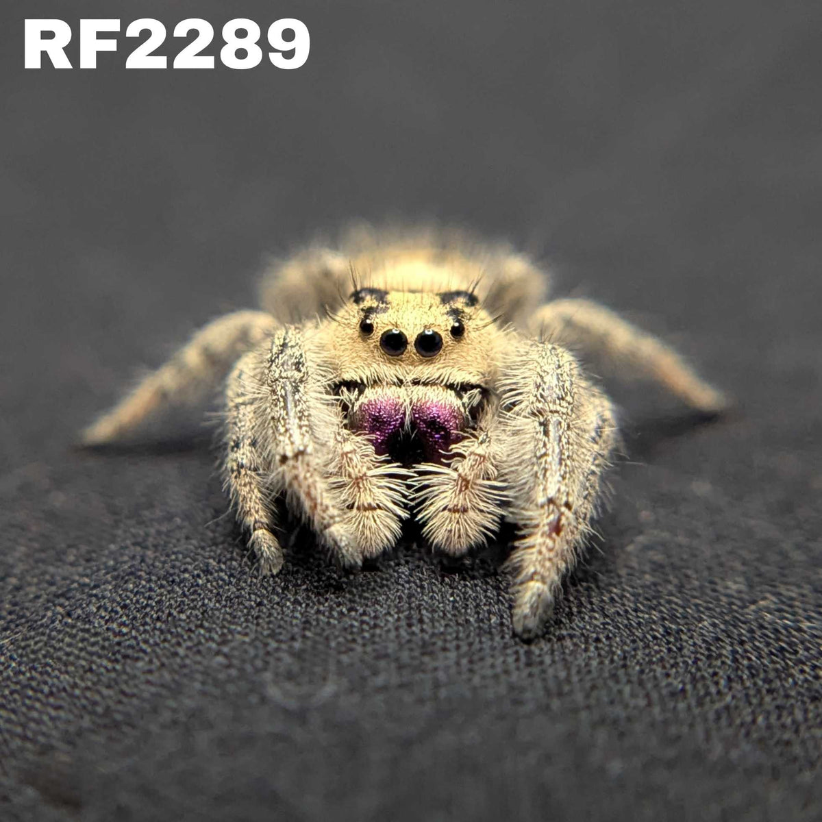 Regal Jumping Spider "Dream"