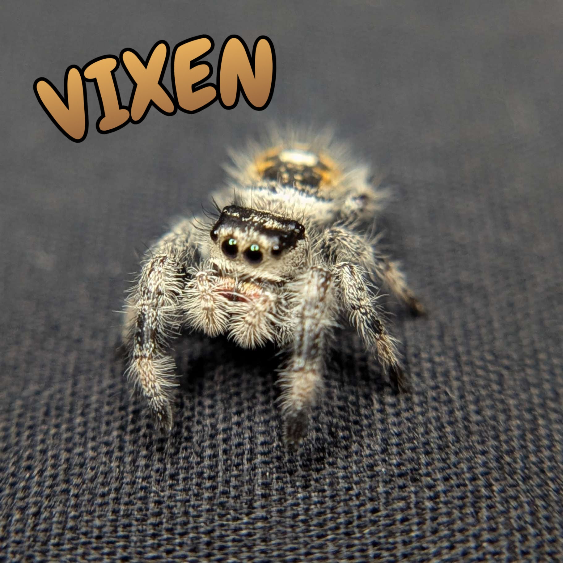 Regal Jumping Spider “Vixen”